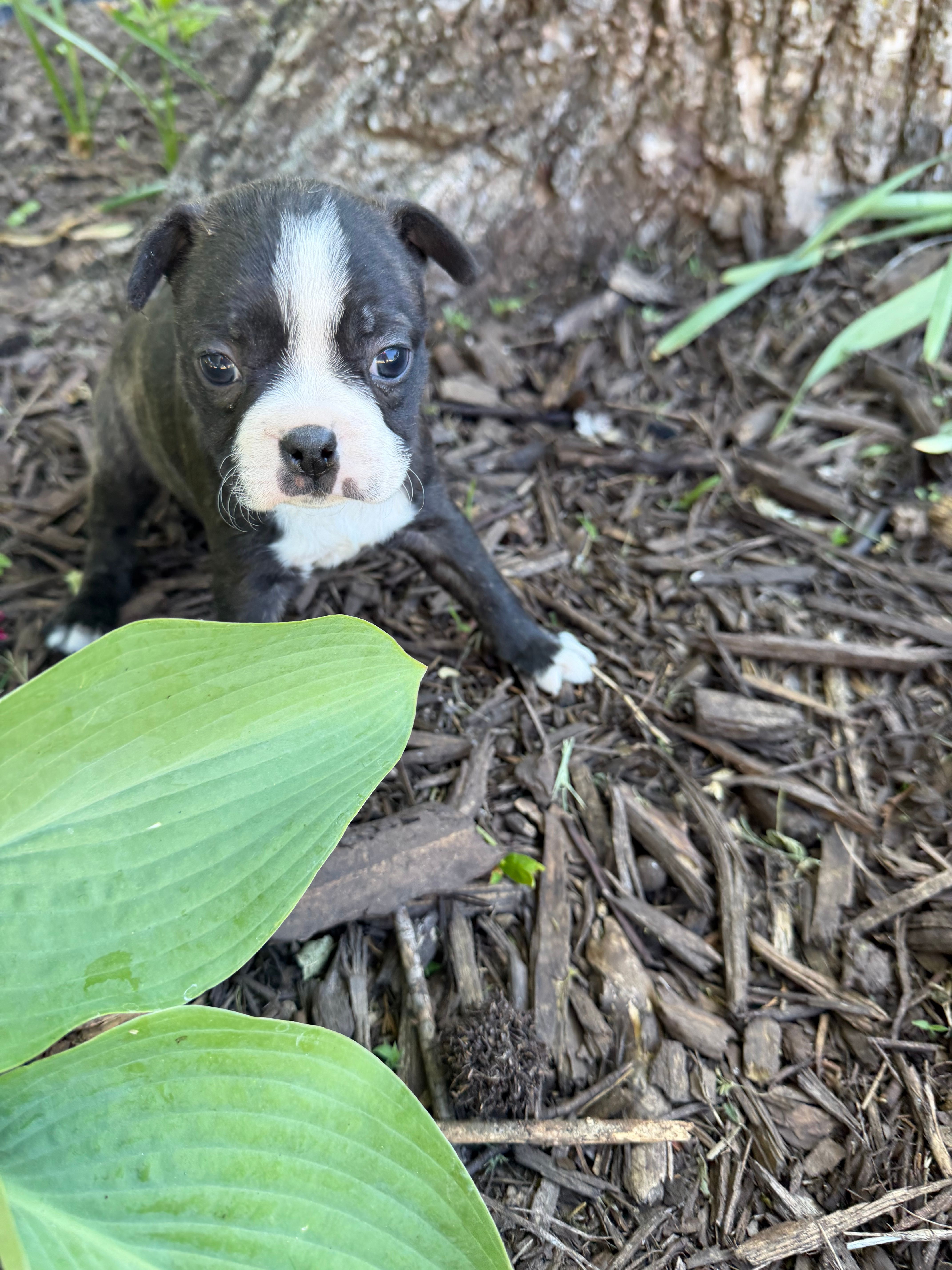 Chanel – Boston Terrier puppy for sale in Fredonia, KS