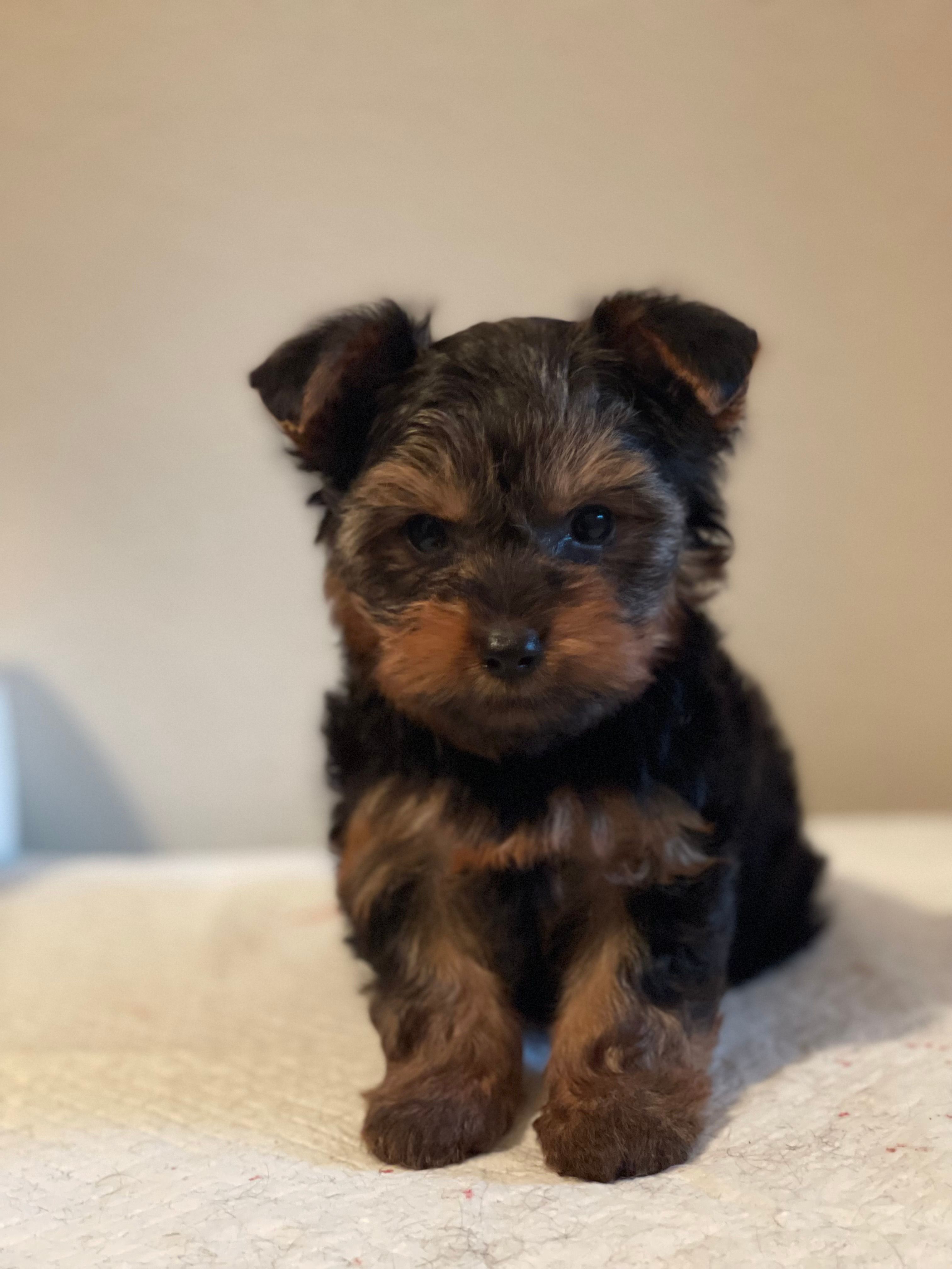 Boy B – Yorkshire Terrier puppy for sale in Tallahassee, FL