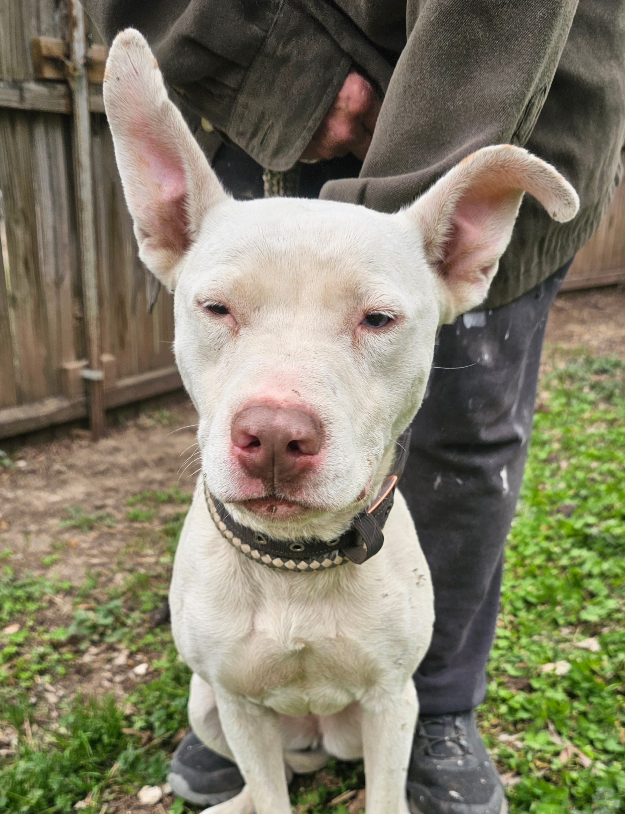 Pearl – American Pit Bull Terrier puppy for sale in Douglass, KS