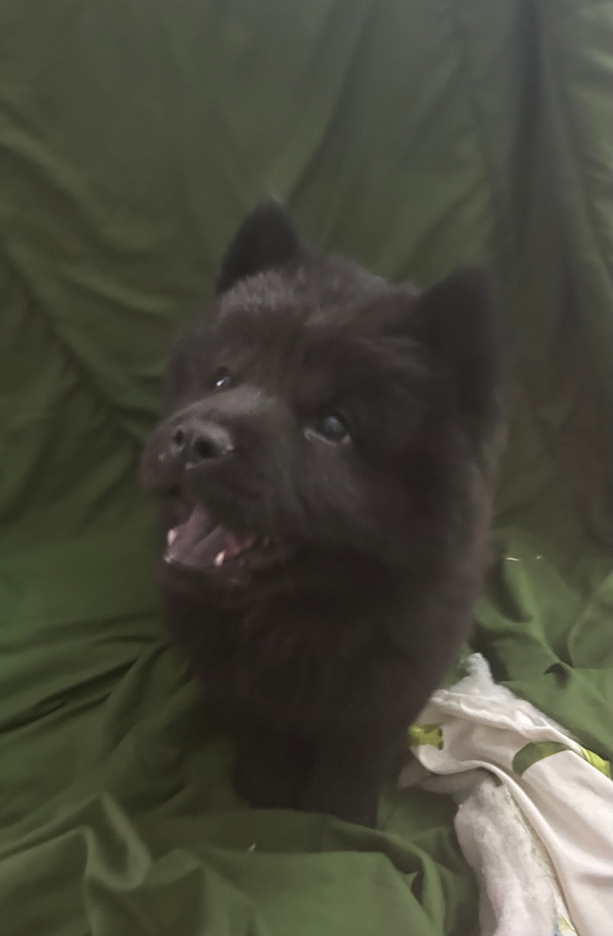 Black boy-green collar  – Chow Chow puppy for sale in Irvine, CA