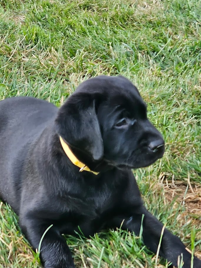 Yellow Collar – Labrador Retriever puppy for sale in Kalama, WA
