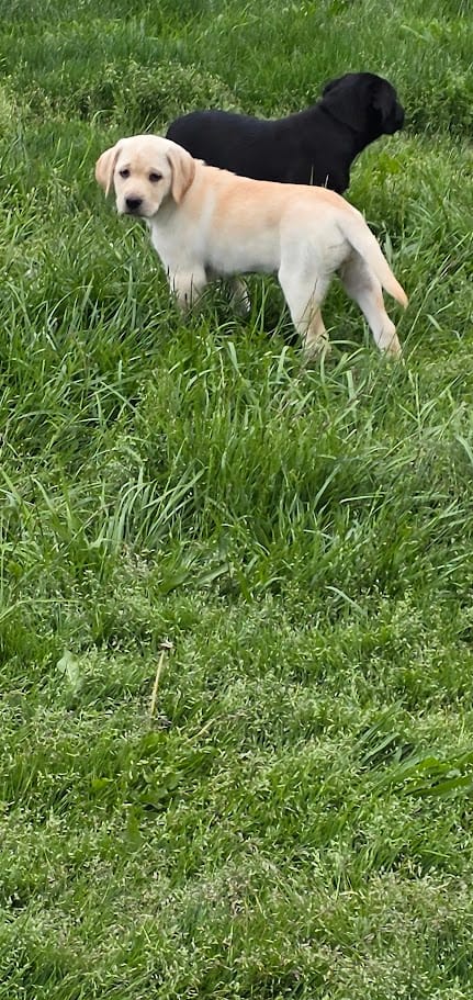 Red Collar  – Labrador Retriever puppy for sale in Kalama, WA