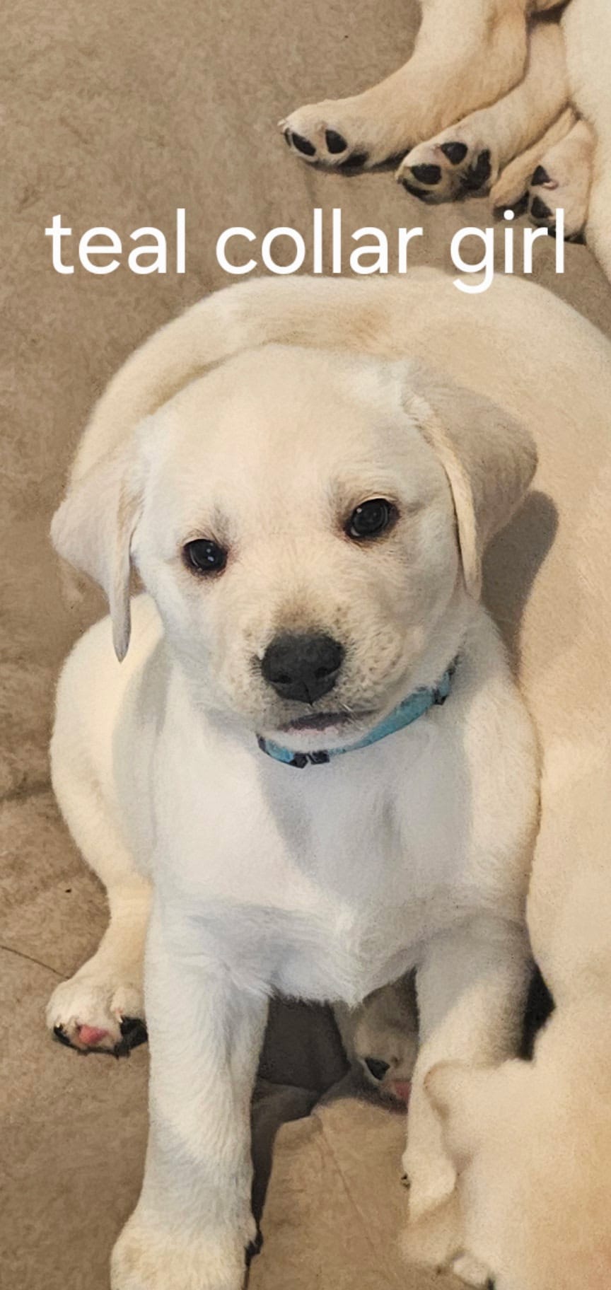 Teal Girl Collar – Labrador Retriever puppy for sale in Kalama, WA