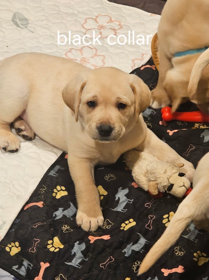 Black Collar – Labrador Retriever puppy for sale in Kalama, WA