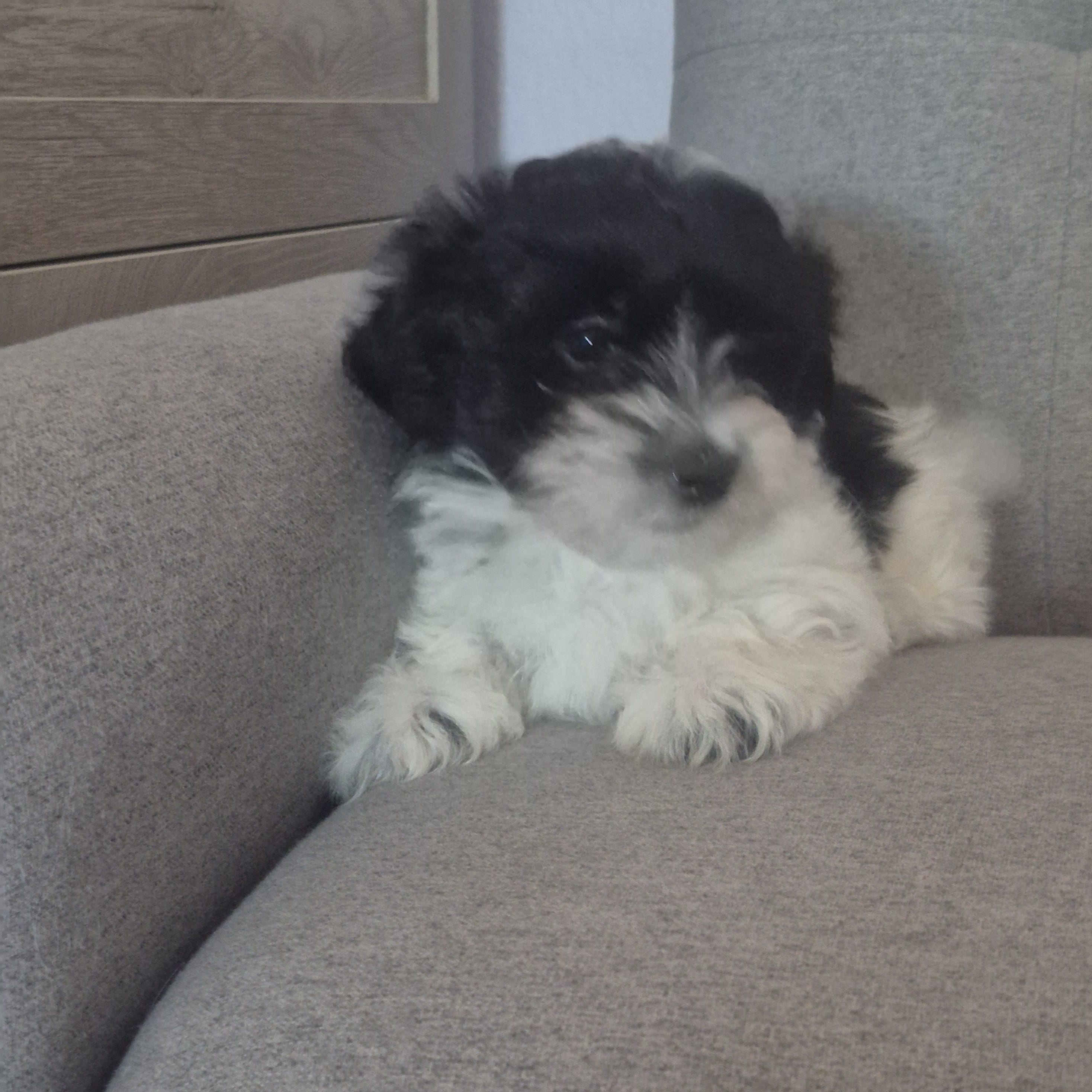 Jack – Coton de Tulear puppy for sale in Pueblo West, CO
