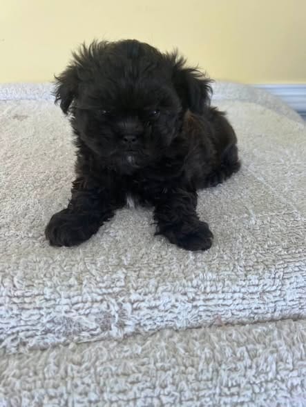 boy – Shihpoo puppy for sale in Wingate, NC