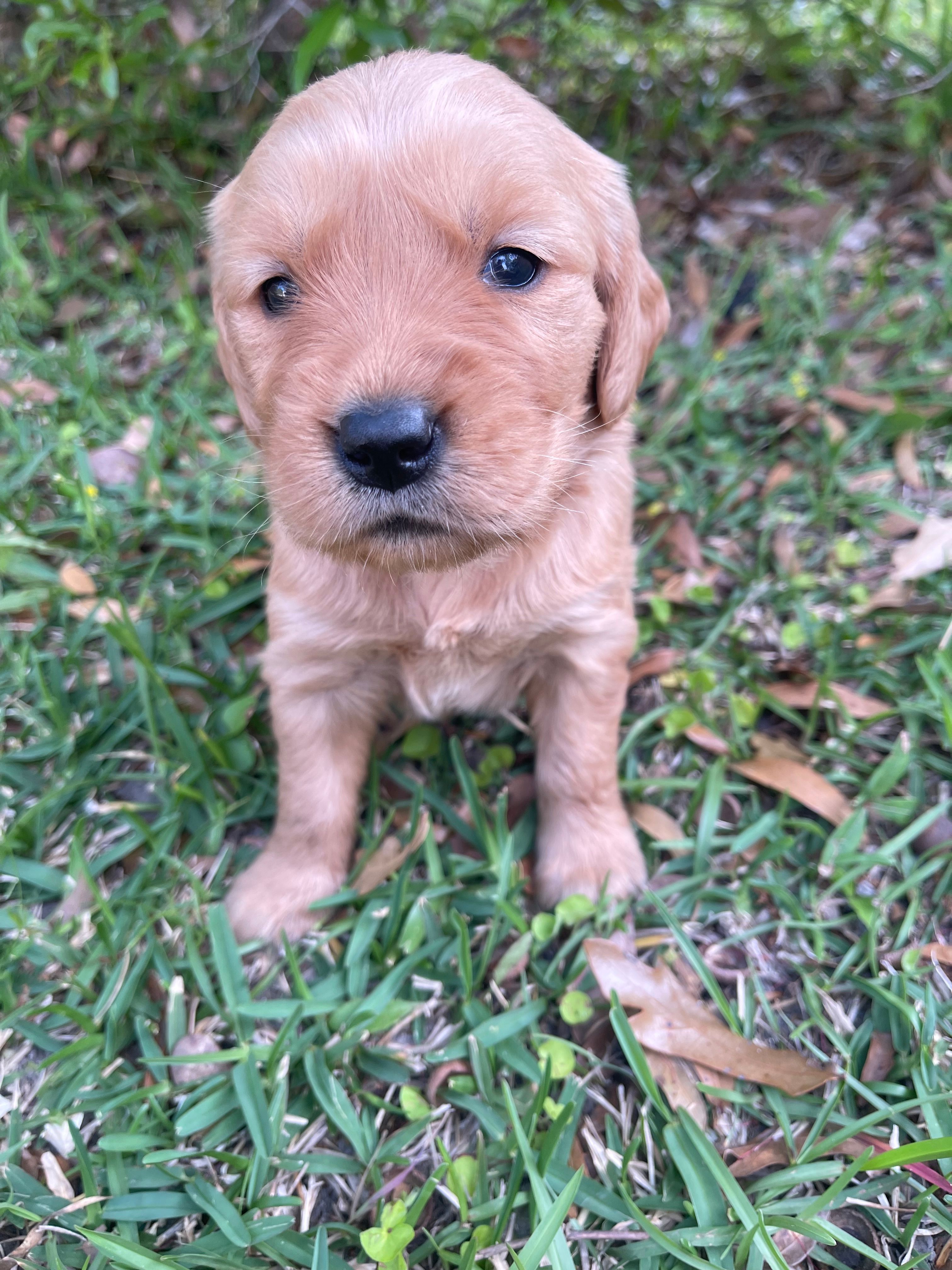 Violet – Golden Retriever puppy for sale in Pooler, GA