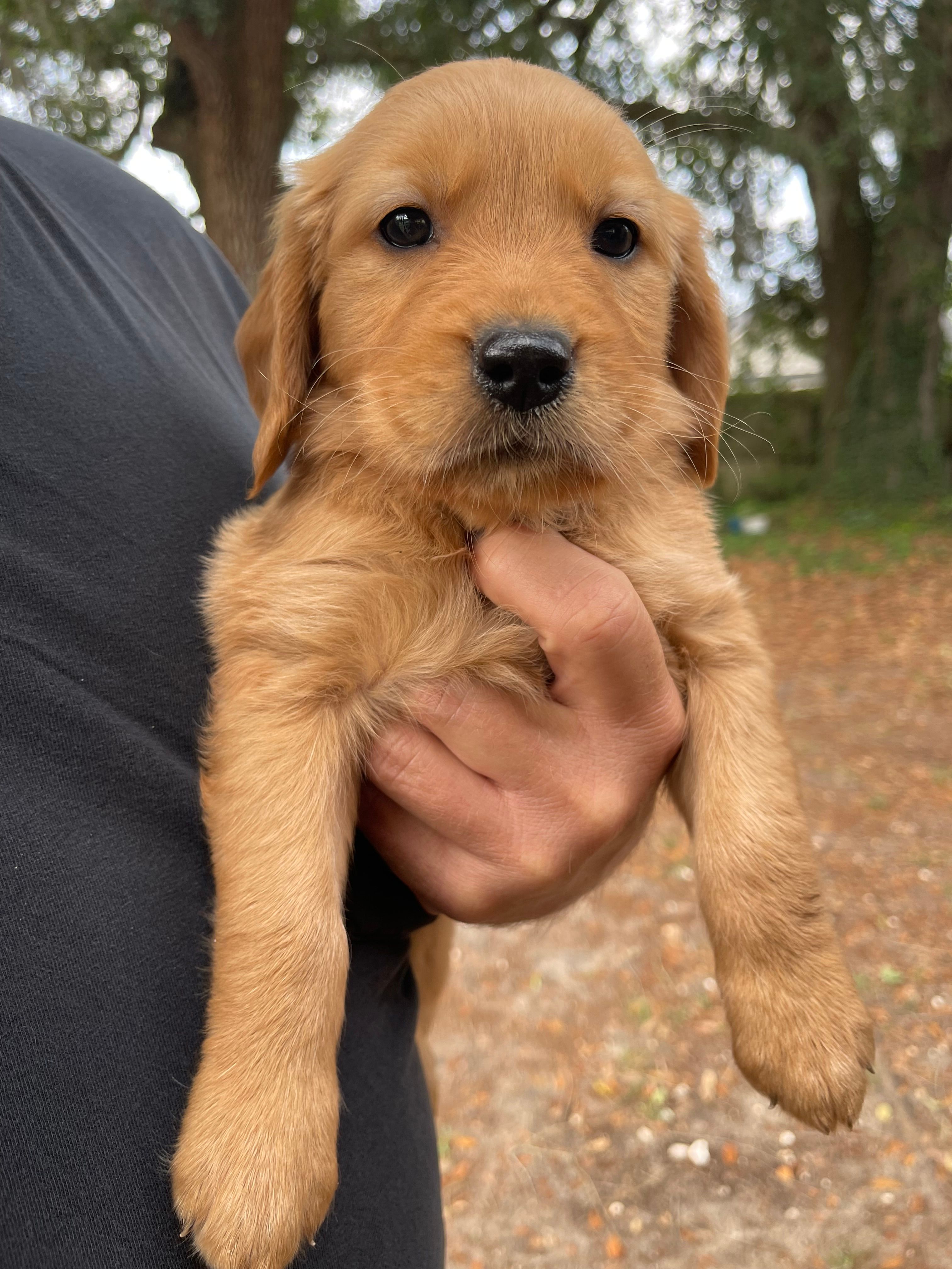 Violet – Golden Retriever puppy for sale in Pooler, GA