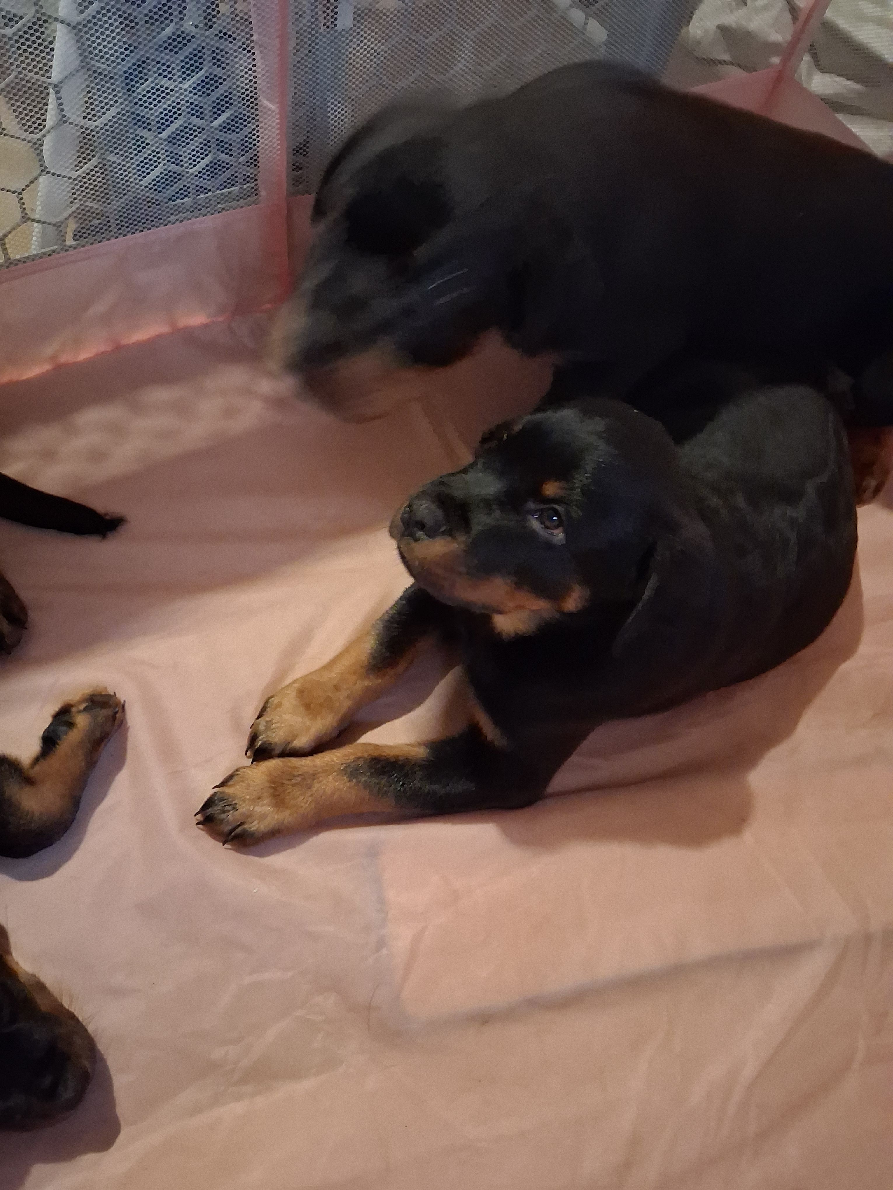 Ozzy – Rottweiler puppy for sale in Raeford, NC
