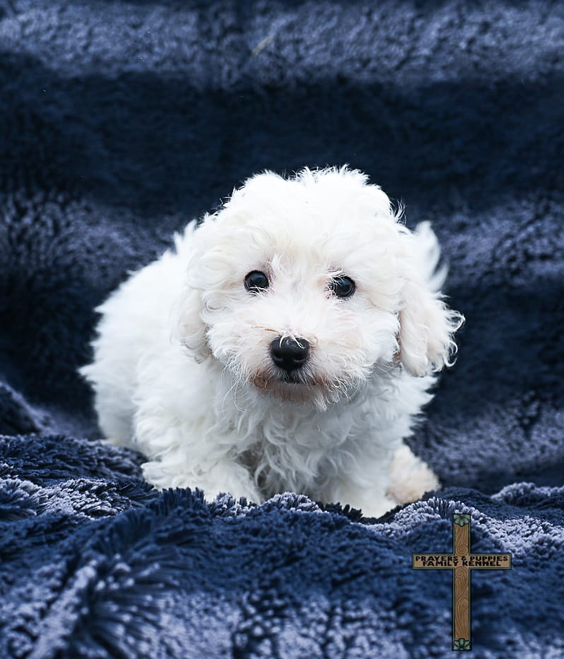 Duke – Bichon Frise puppy for sale in Binger, OK