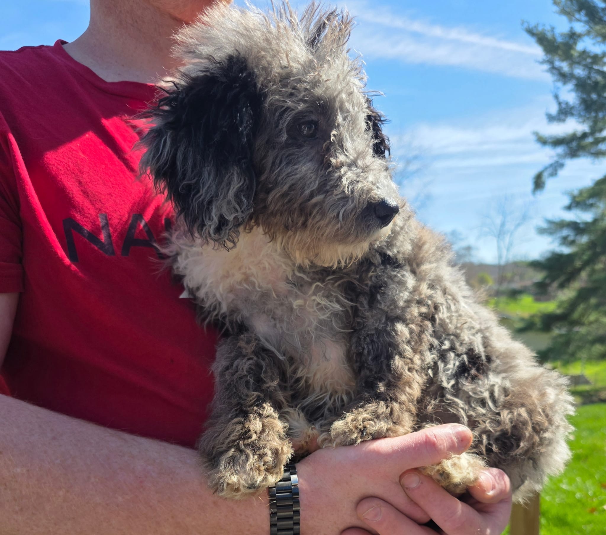 Grey aussiedoodle girl  – Aussiedoodle puppy for sale in Bristol, VA