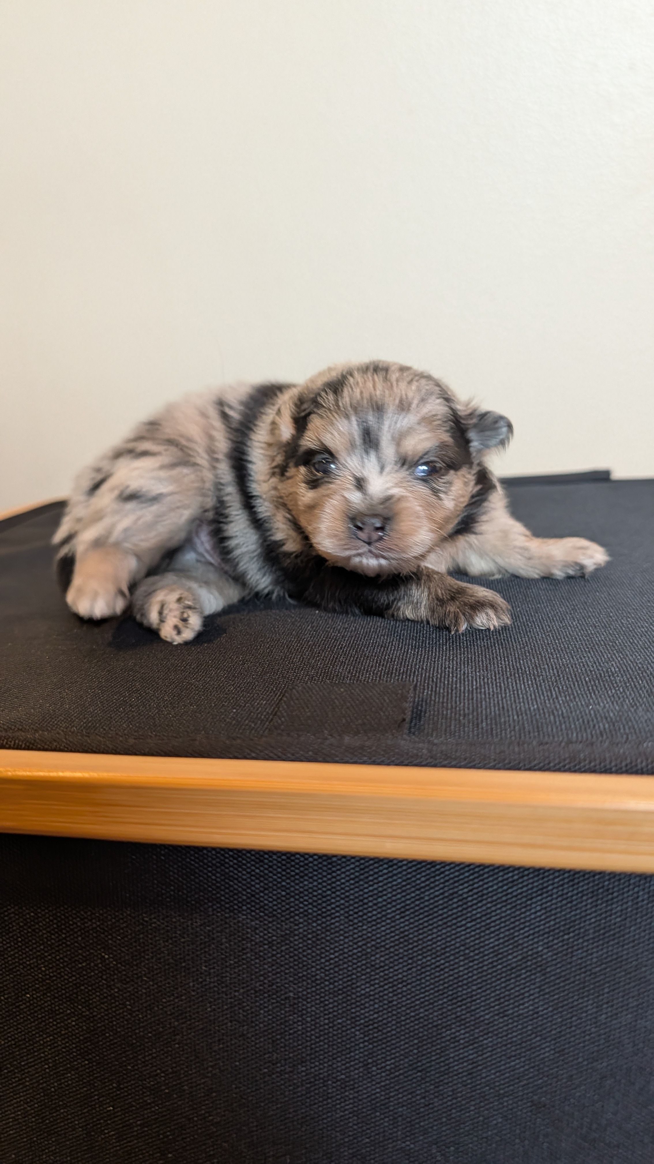 Blue Merle Boy – Pomeranian puppy for sale in Coral Springs, FL