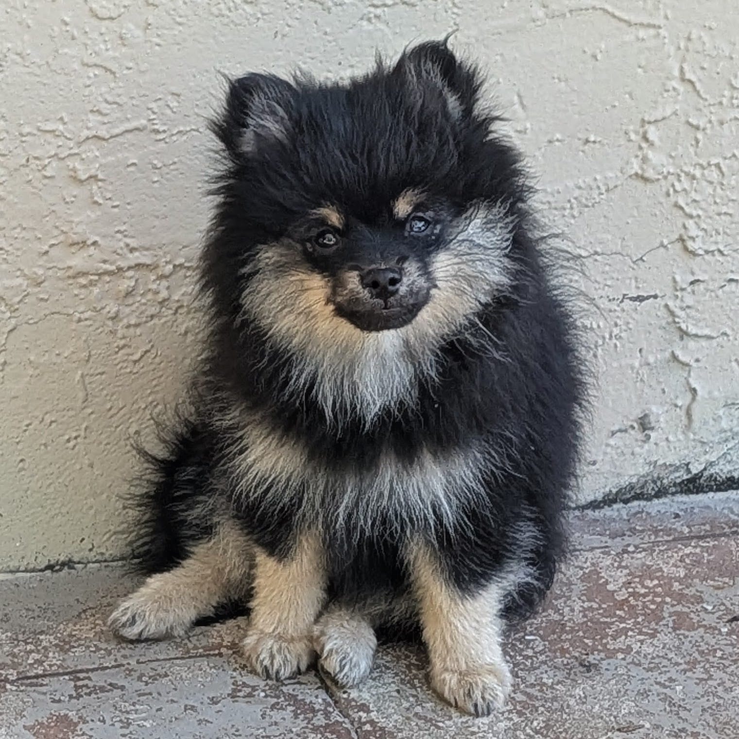 Black and Tan Boy 1 – Pomeranian puppy for sale in Coral Springs, FL