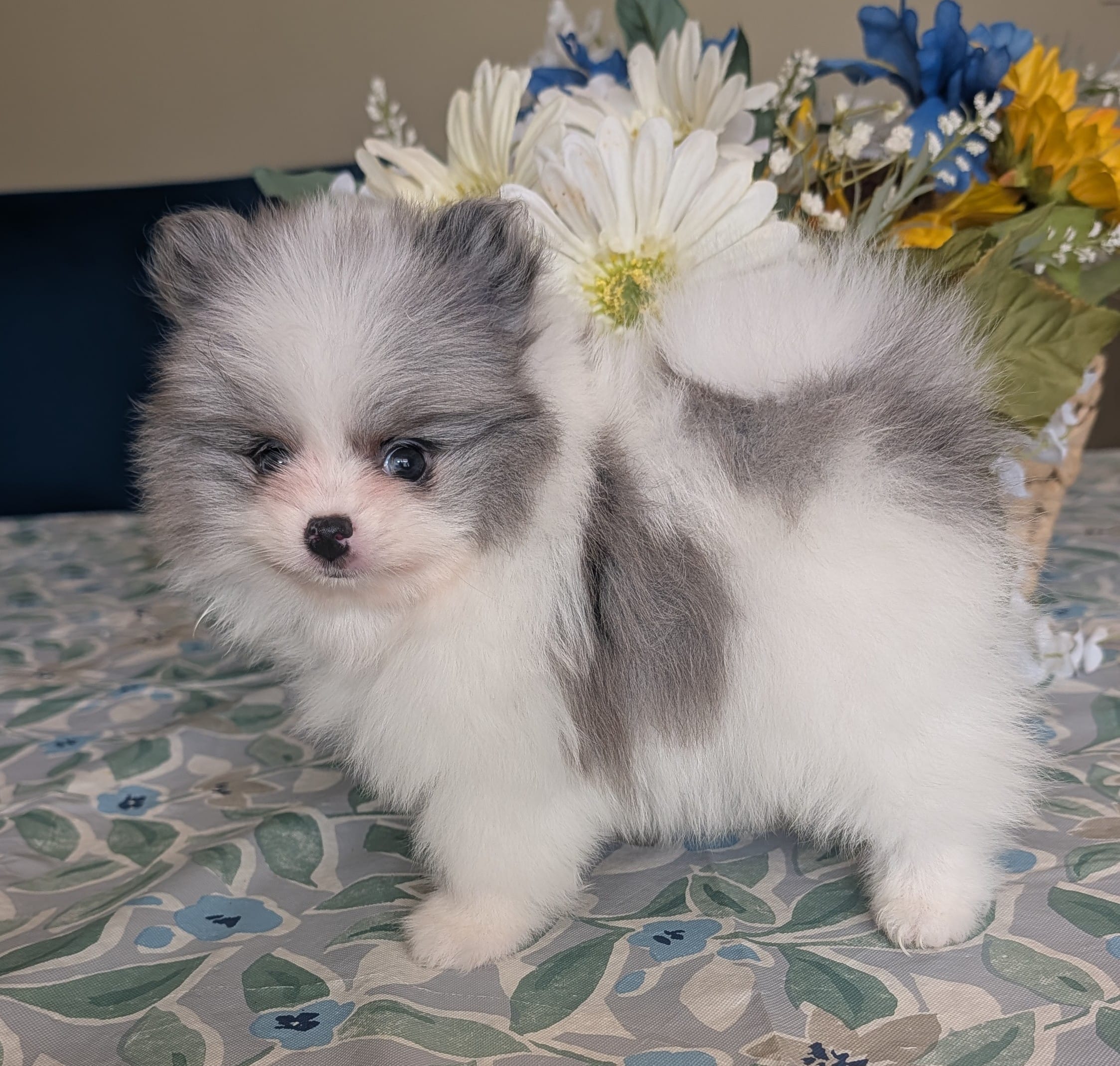 Blue Merle Parti – Pomeranian puppy for sale in Coral Springs, FL