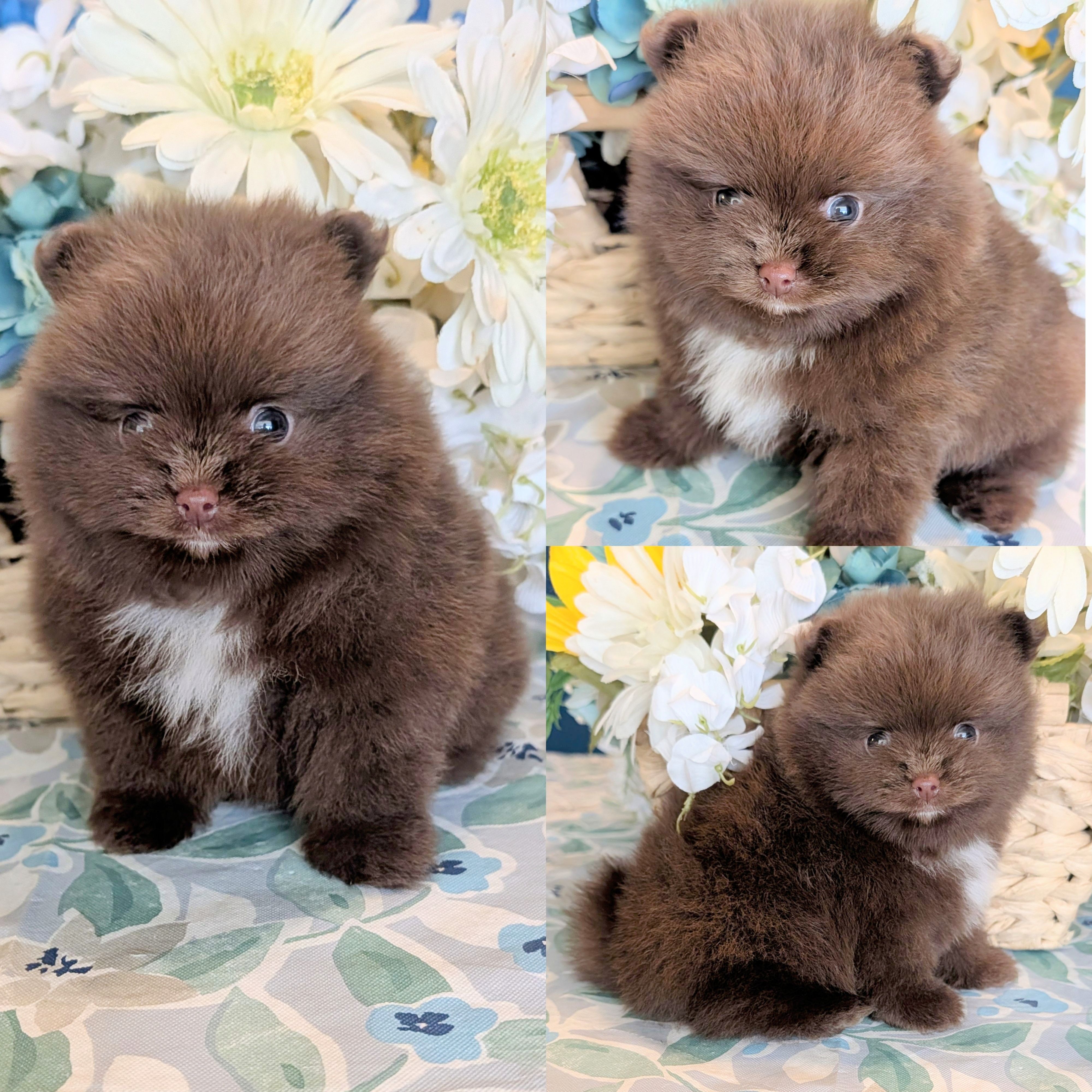 Chocolate Boy – Pomeranian puppy for sale in Coral Springs, FL