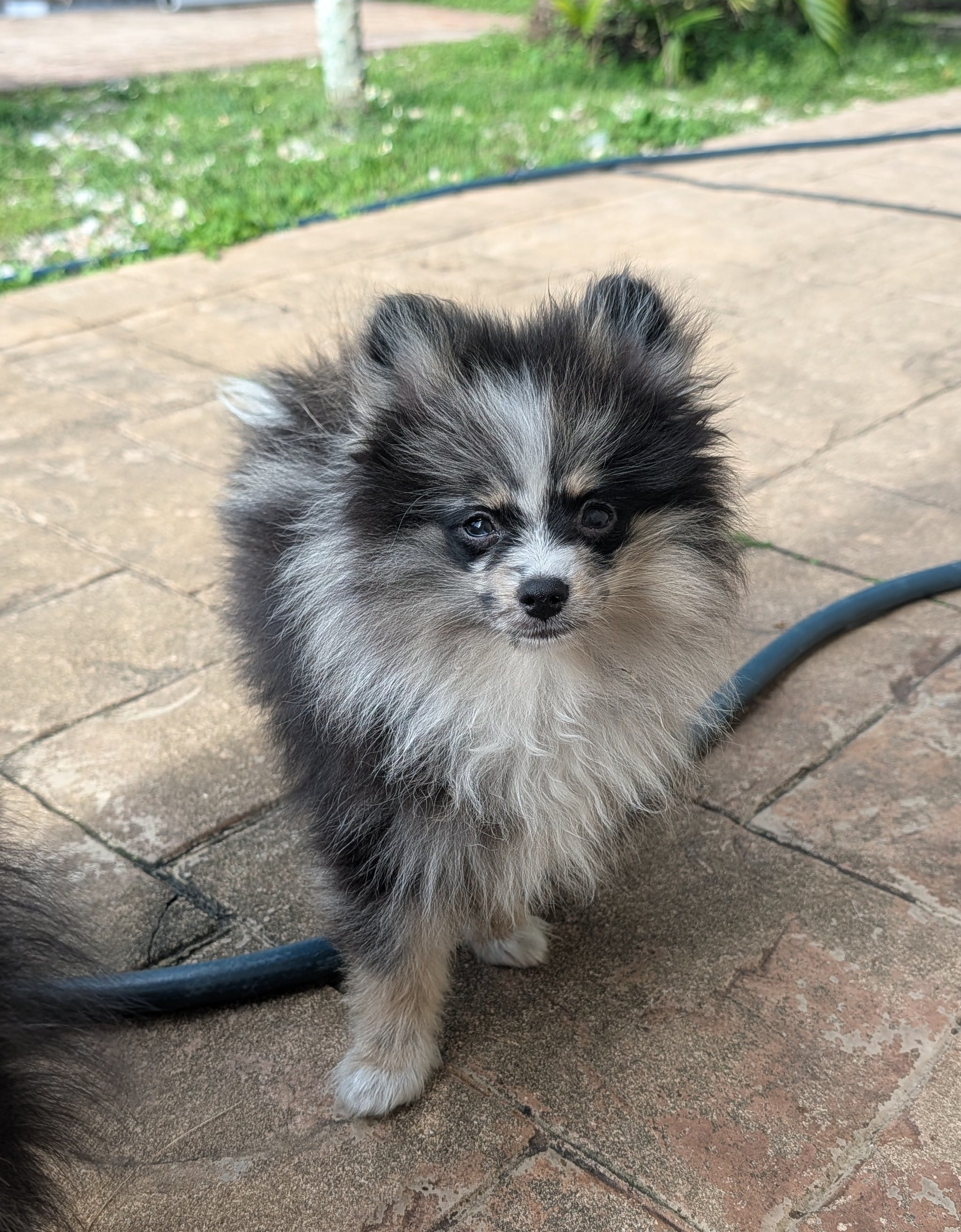 Blue Merle Boy 1 – Pomeranian puppy for sale in Coral Springs, FL
