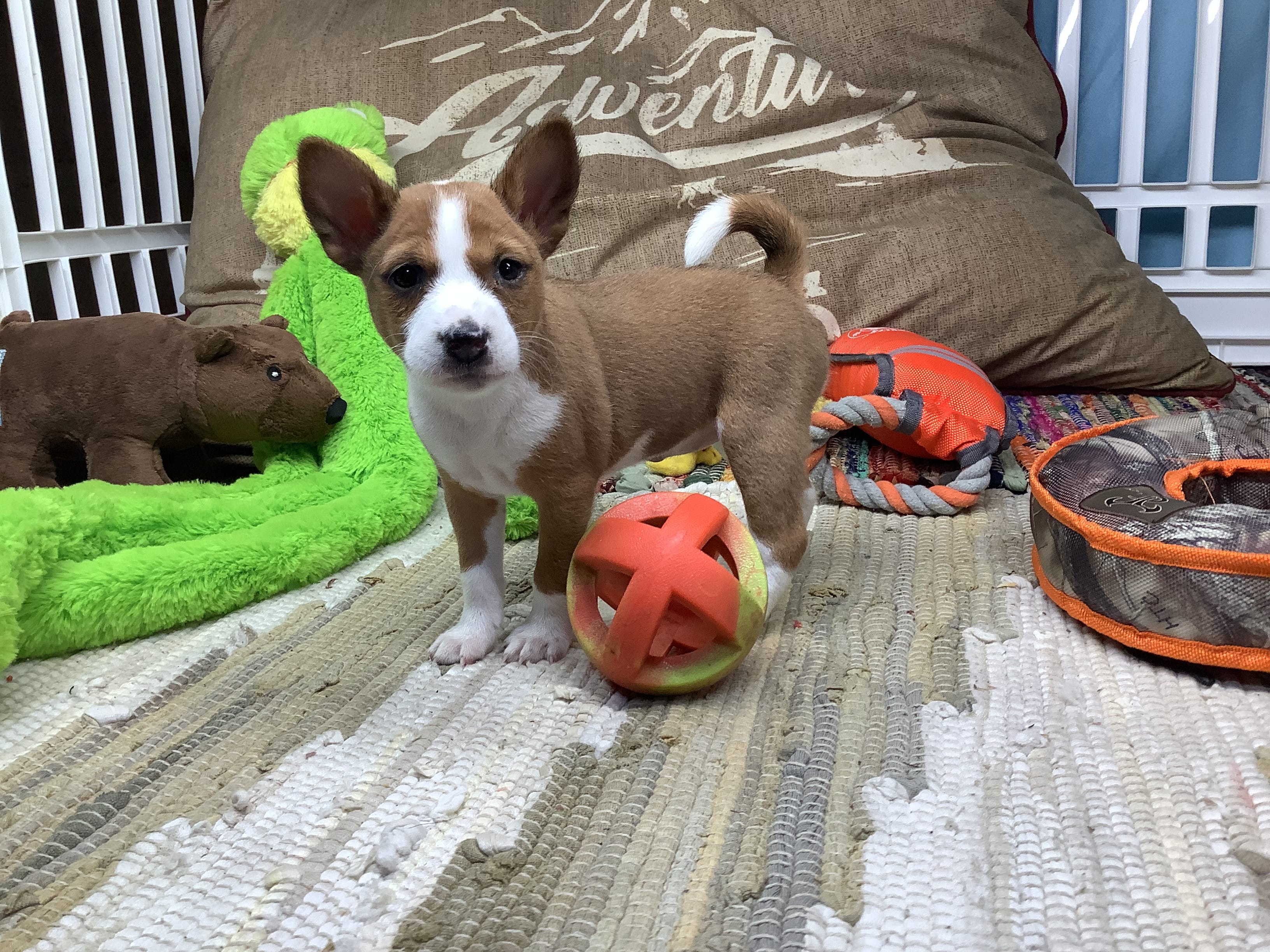 Storm – Basenji puppy for sale in New Albany, IN