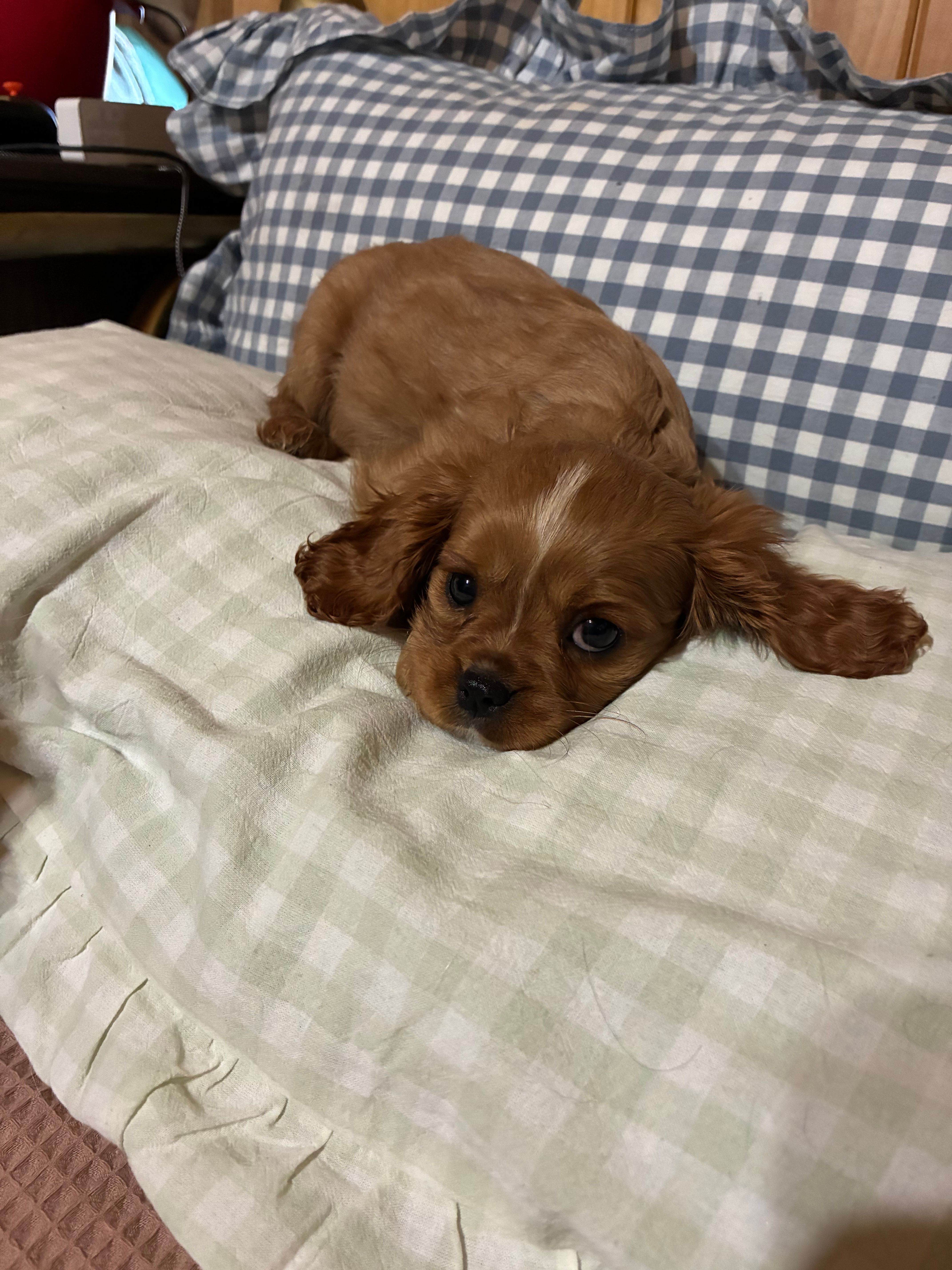 Ginger – Cavalier King Charles Spaniel puppy for sale in Spruce Pine, NC