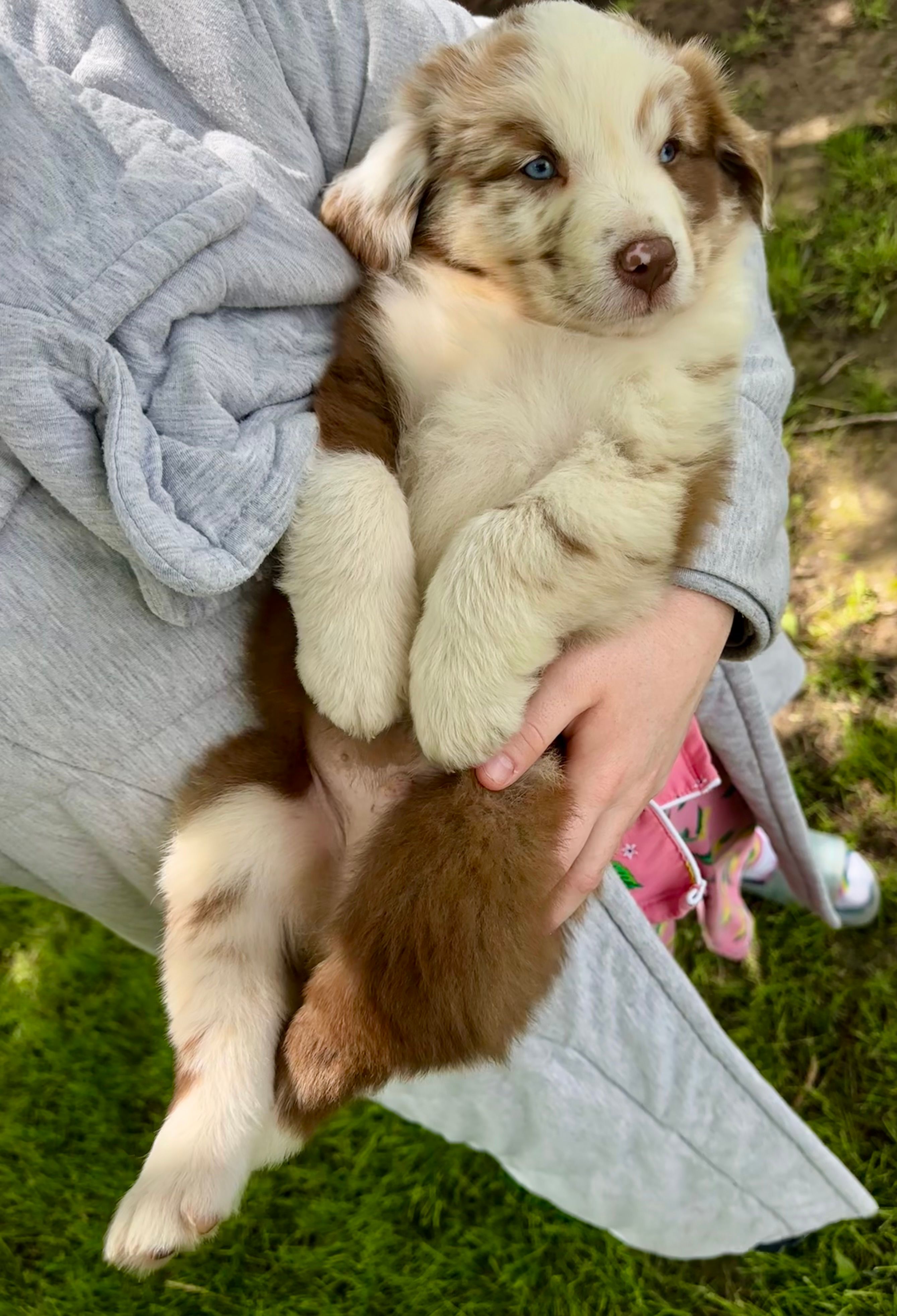 Duke, a male Australian Shepherd for sale in Wright City, MO – Photo 9 of 9
