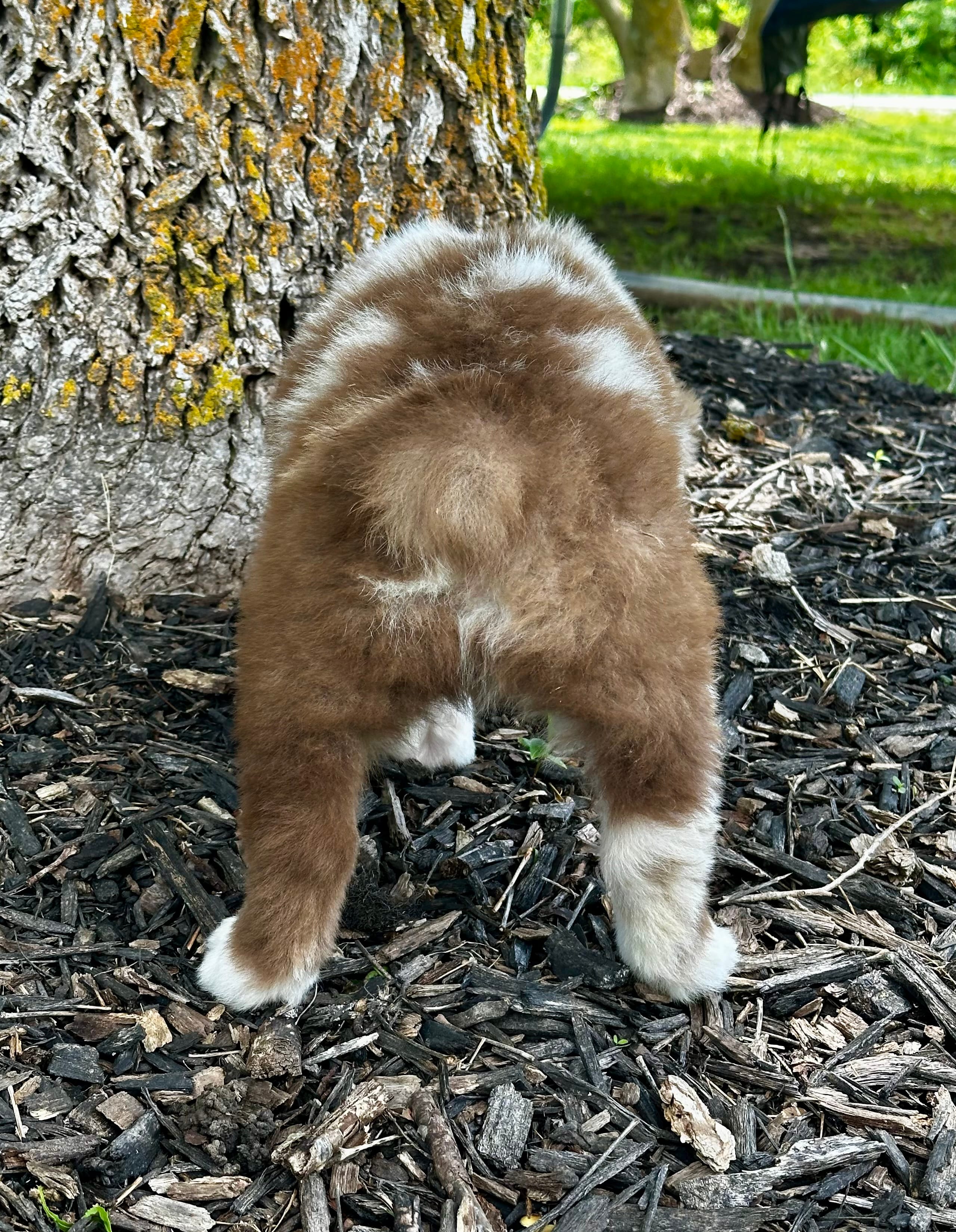 Duke, a male Australian Shepherd for sale in Wright City, MO – Photo 7 of 9