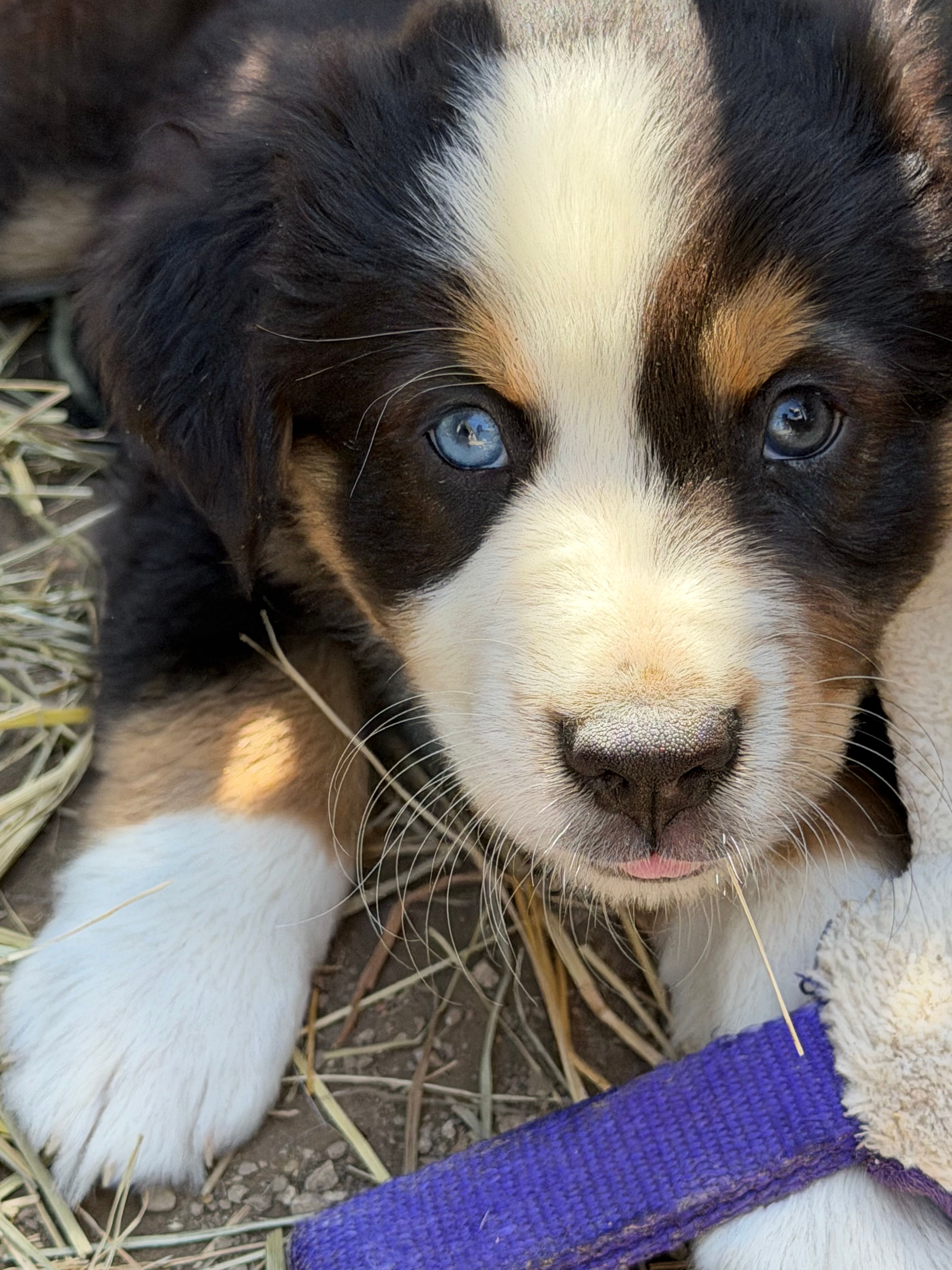 Houdini  – Australian Shepherd puppy for sale in Wright City, MO