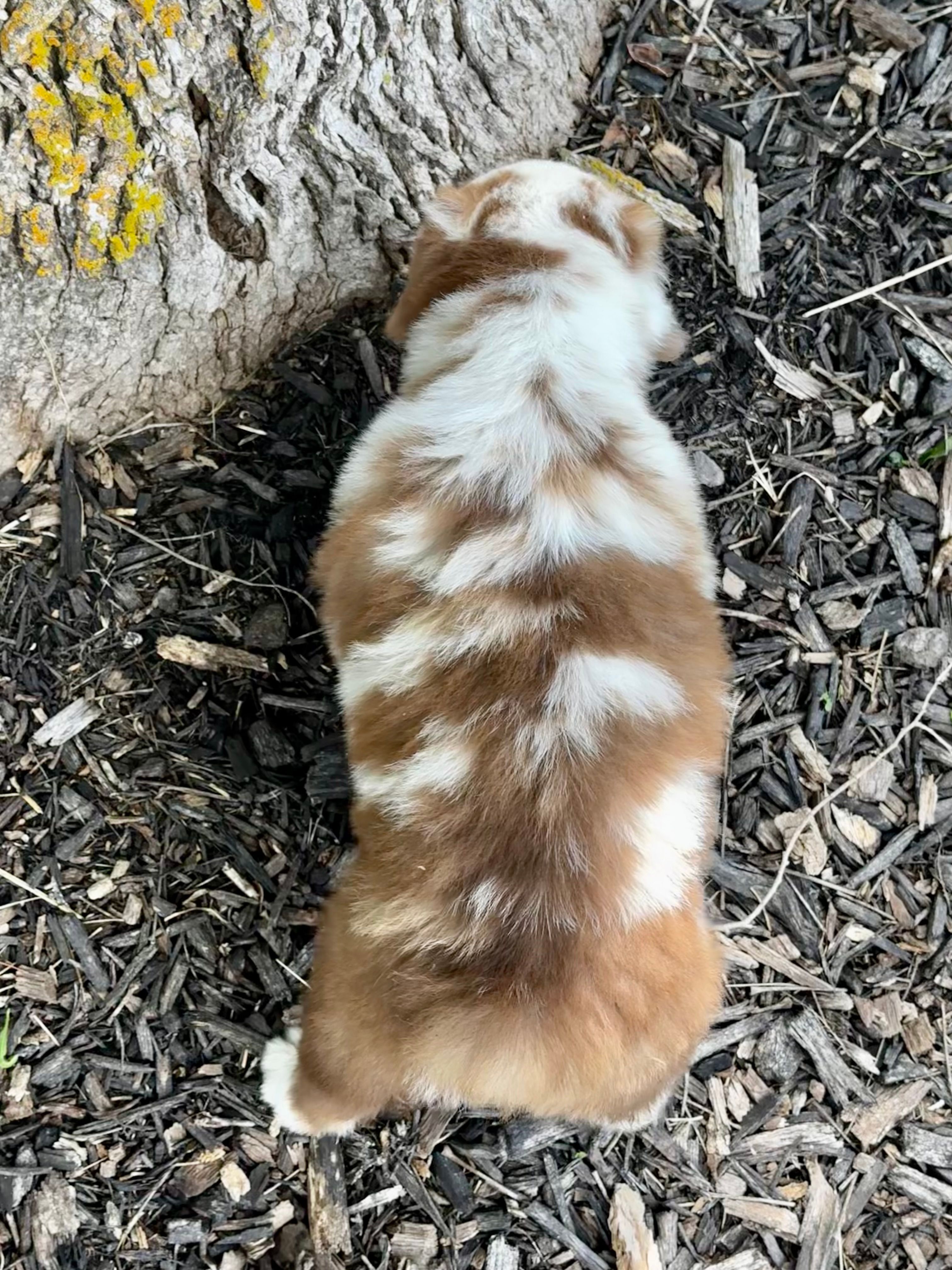 Duke, a male Australian Shepherd for sale in Wright City, MO – Photo 5 of 9