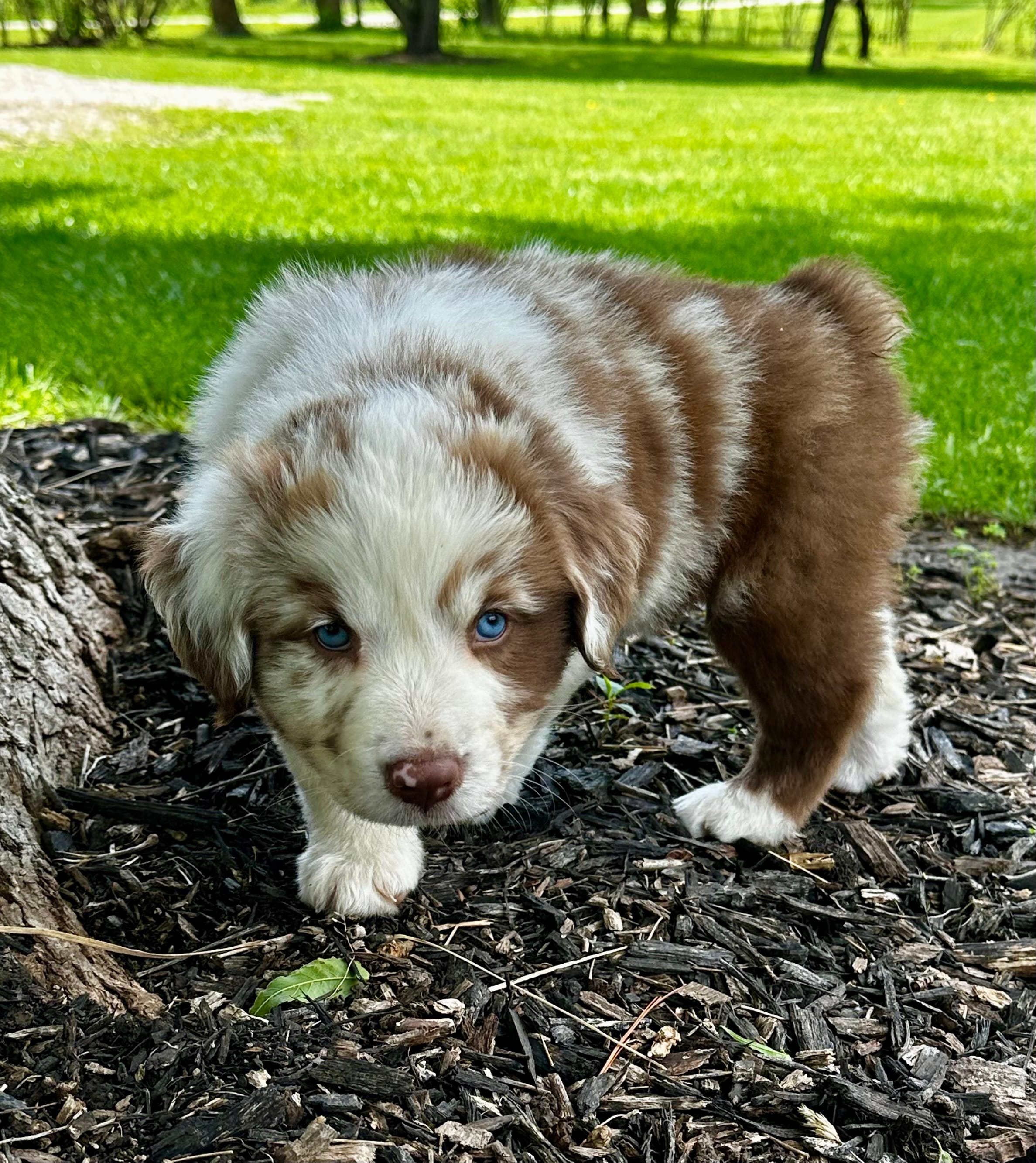 Duke, a male Australian Shepherd for sale in Wright City, MO – Photo 2 of 9