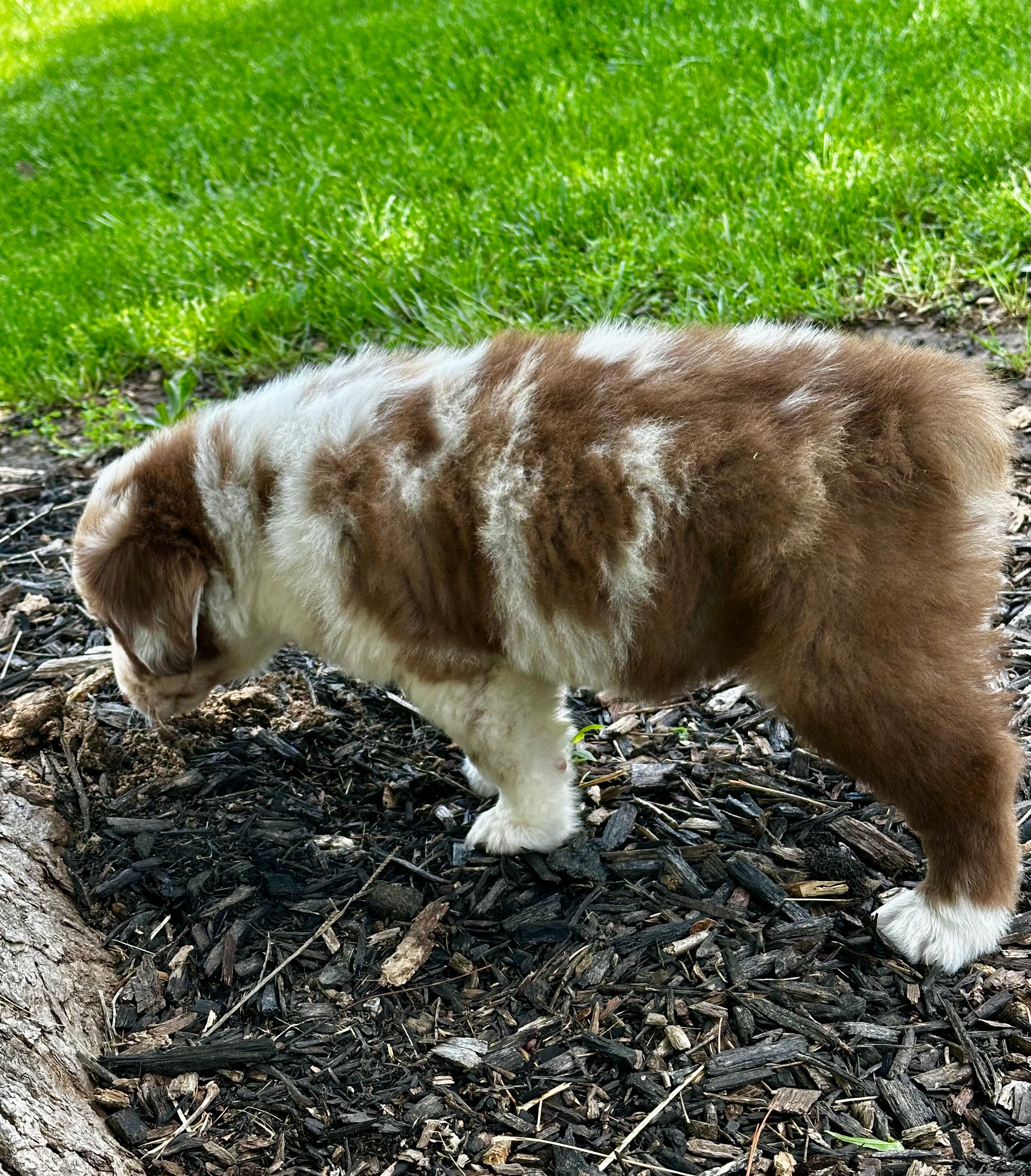 Duke, a male Australian Shepherd for sale in Wright City, MO – Photo 6 of 9