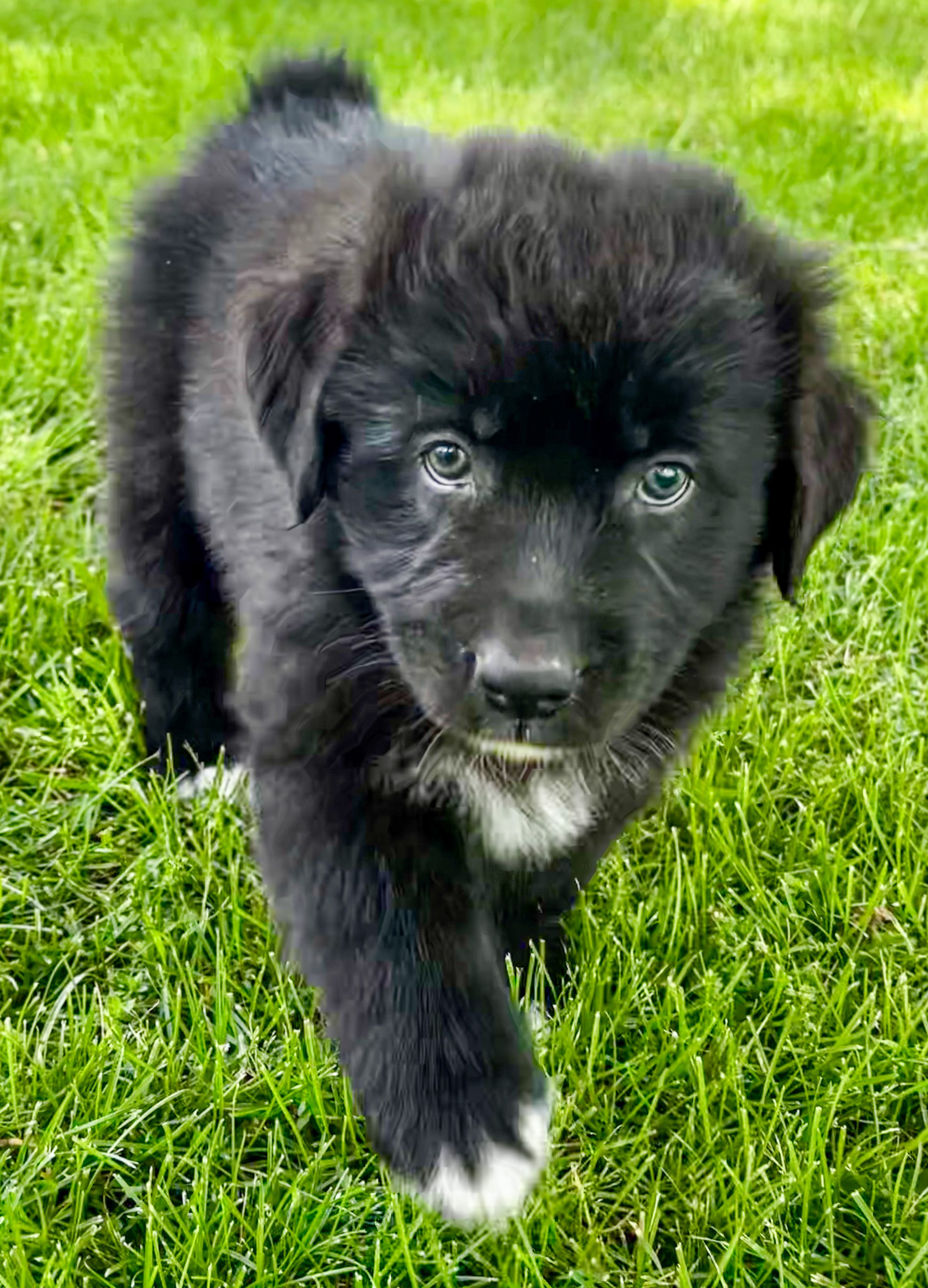 Tux – Australian Shepherd puppy for sale in Wright City, MO