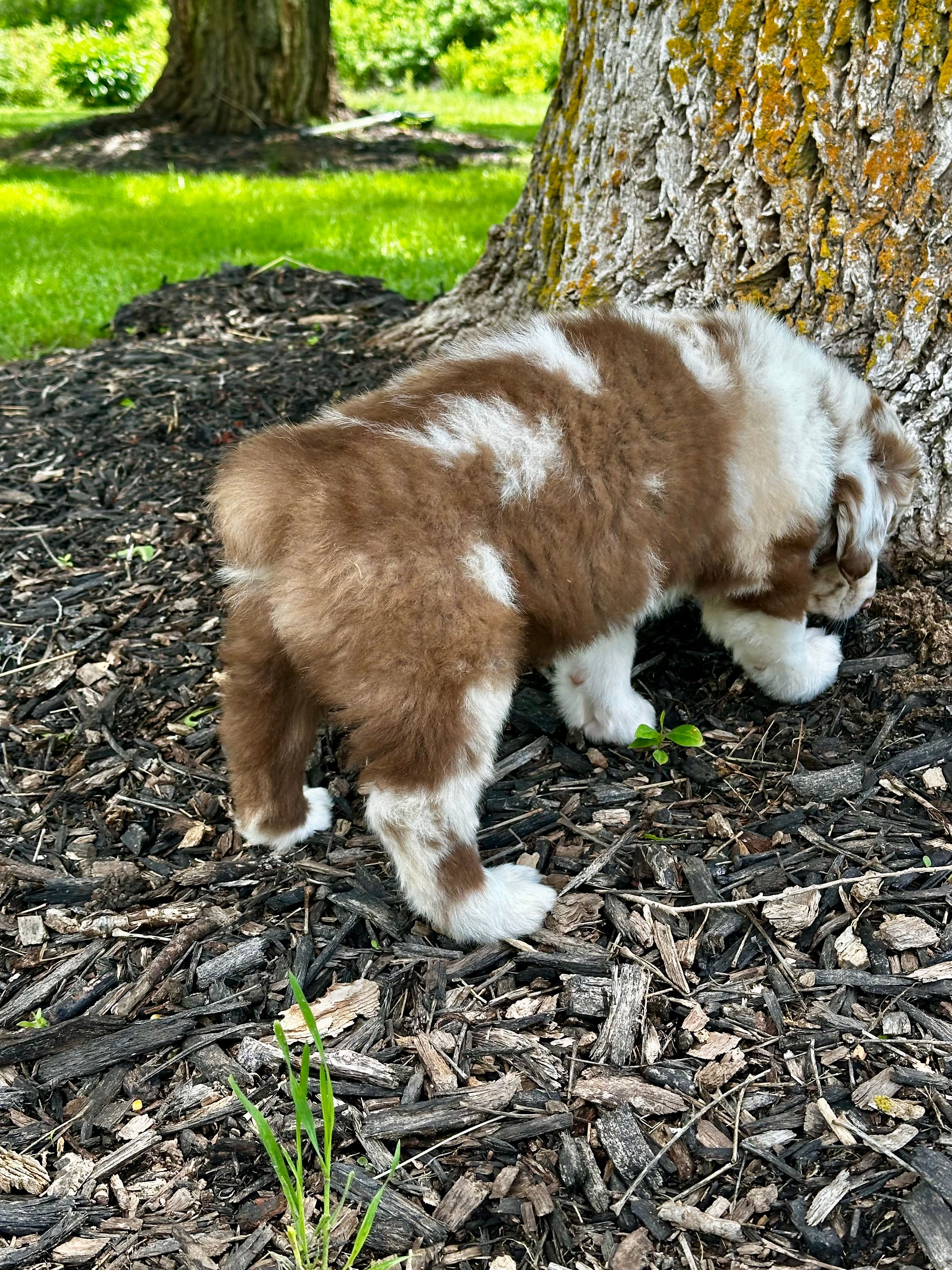 Duke, a male Australian Shepherd for sale in Wright City, MO – Photo 8 of 9