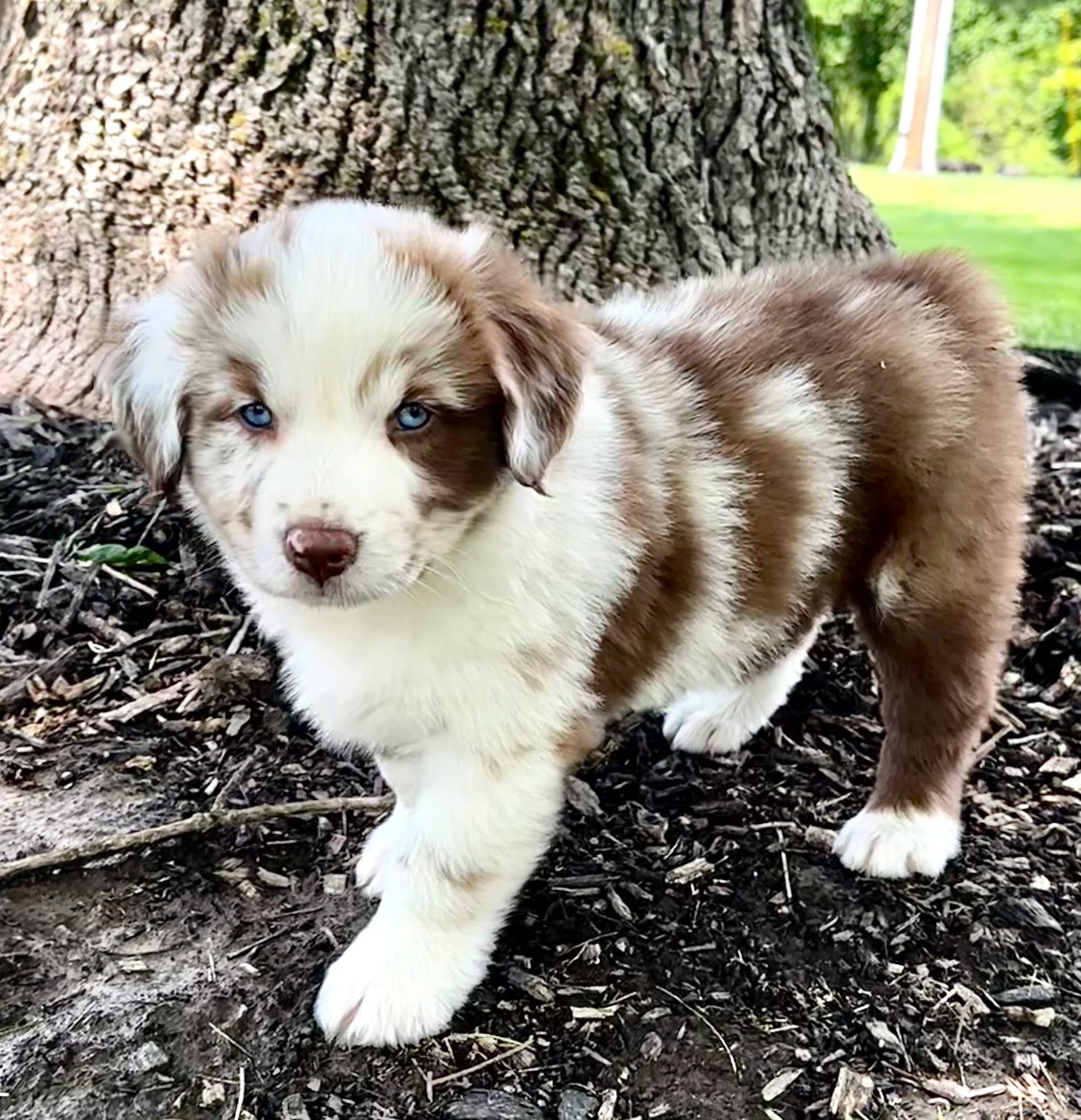 Duke – Australian Shepherd puppy for sale in Wright City, MO