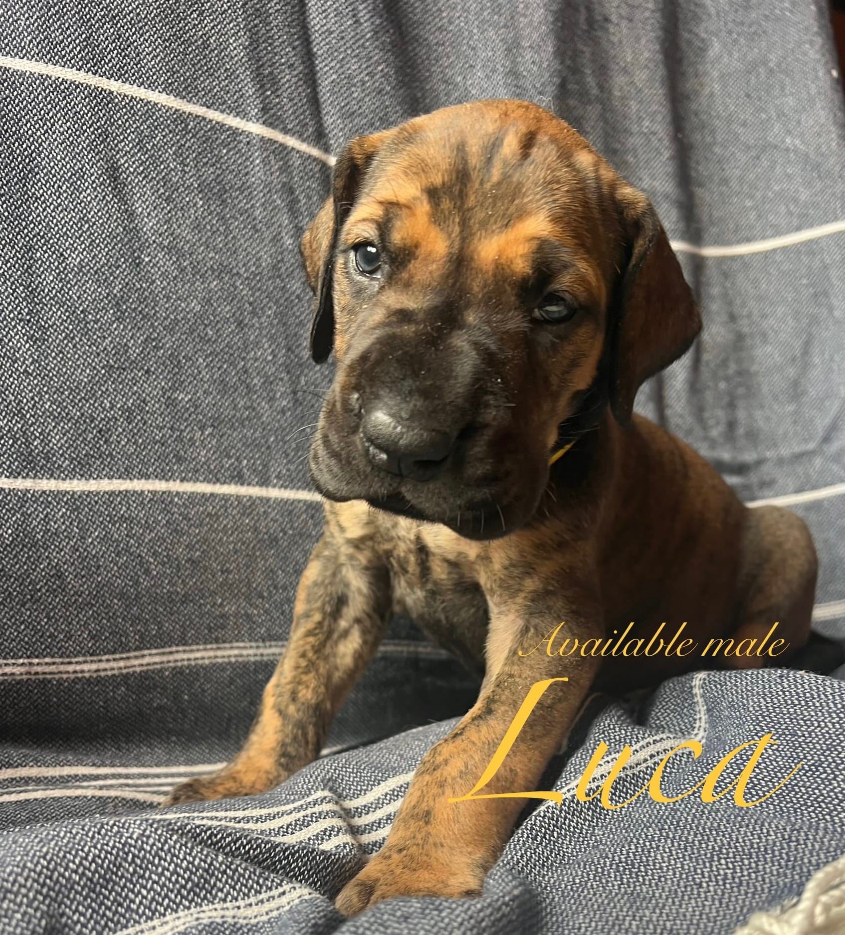 Luca – Great Dane puppy for sale in Beaver Dams, NY