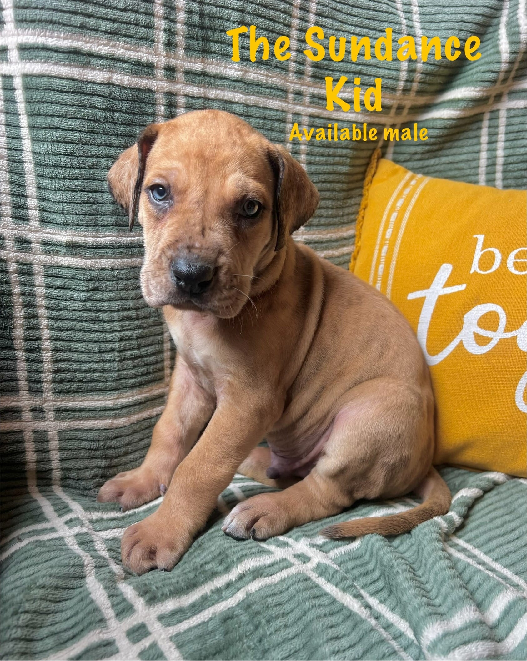 The Sundance kid – Great Dane puppy for sale in Beaver Dams, NY