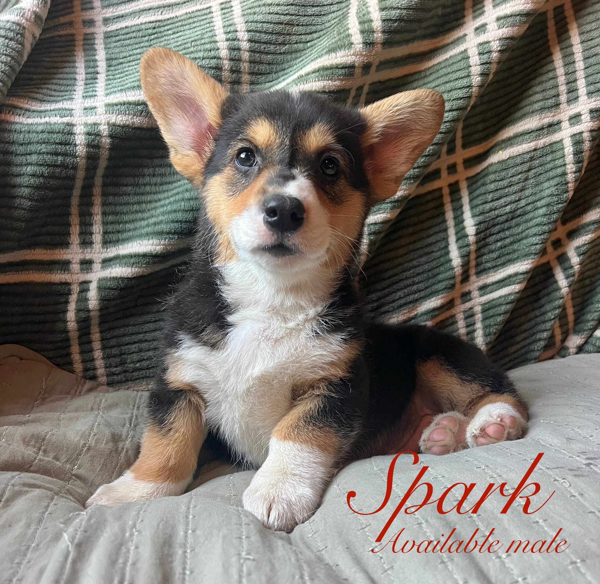 Spark – Pembroke Welsh Corgi puppy for sale in Beaver Dams, NY