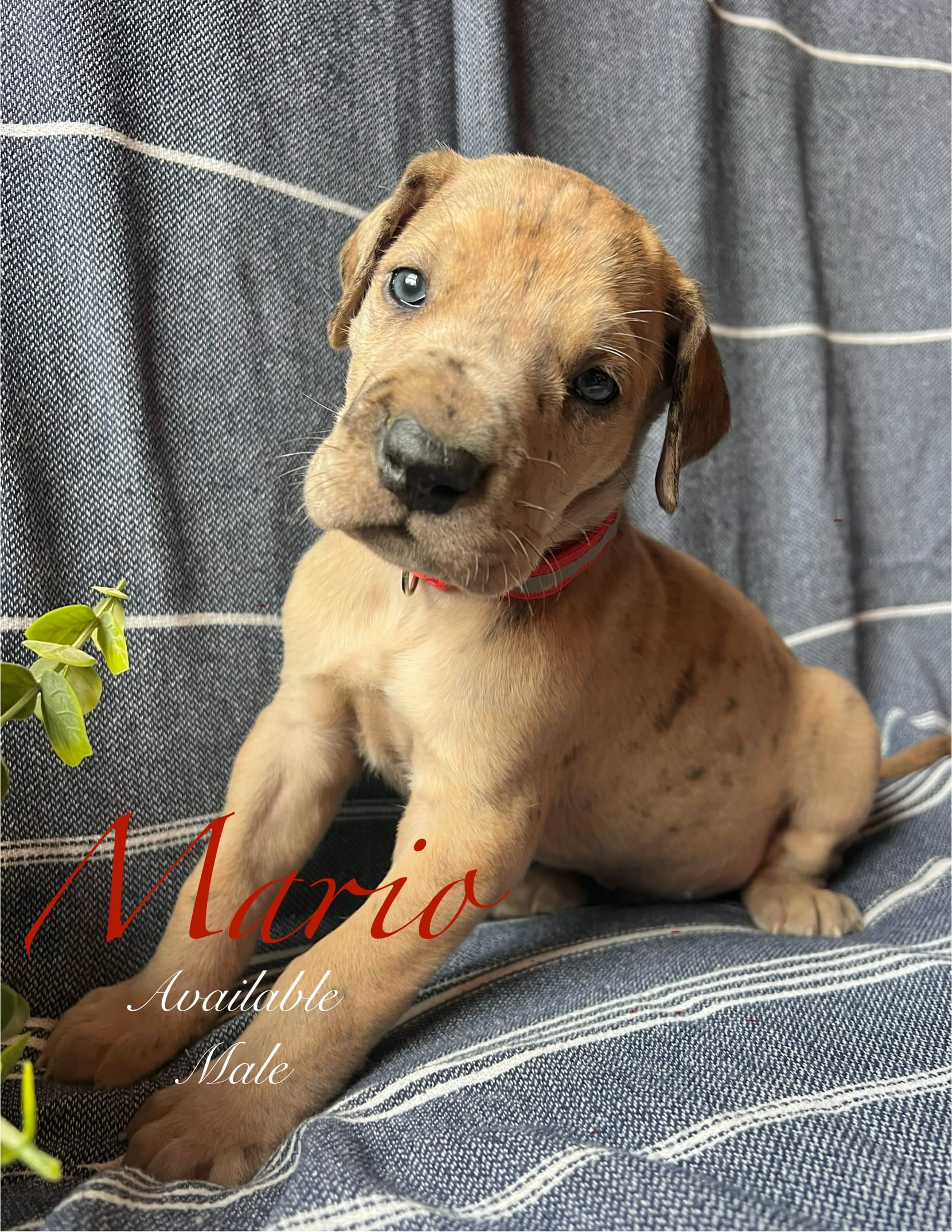 Mario – Great Dane puppy for sale in Beaver Dams, NY