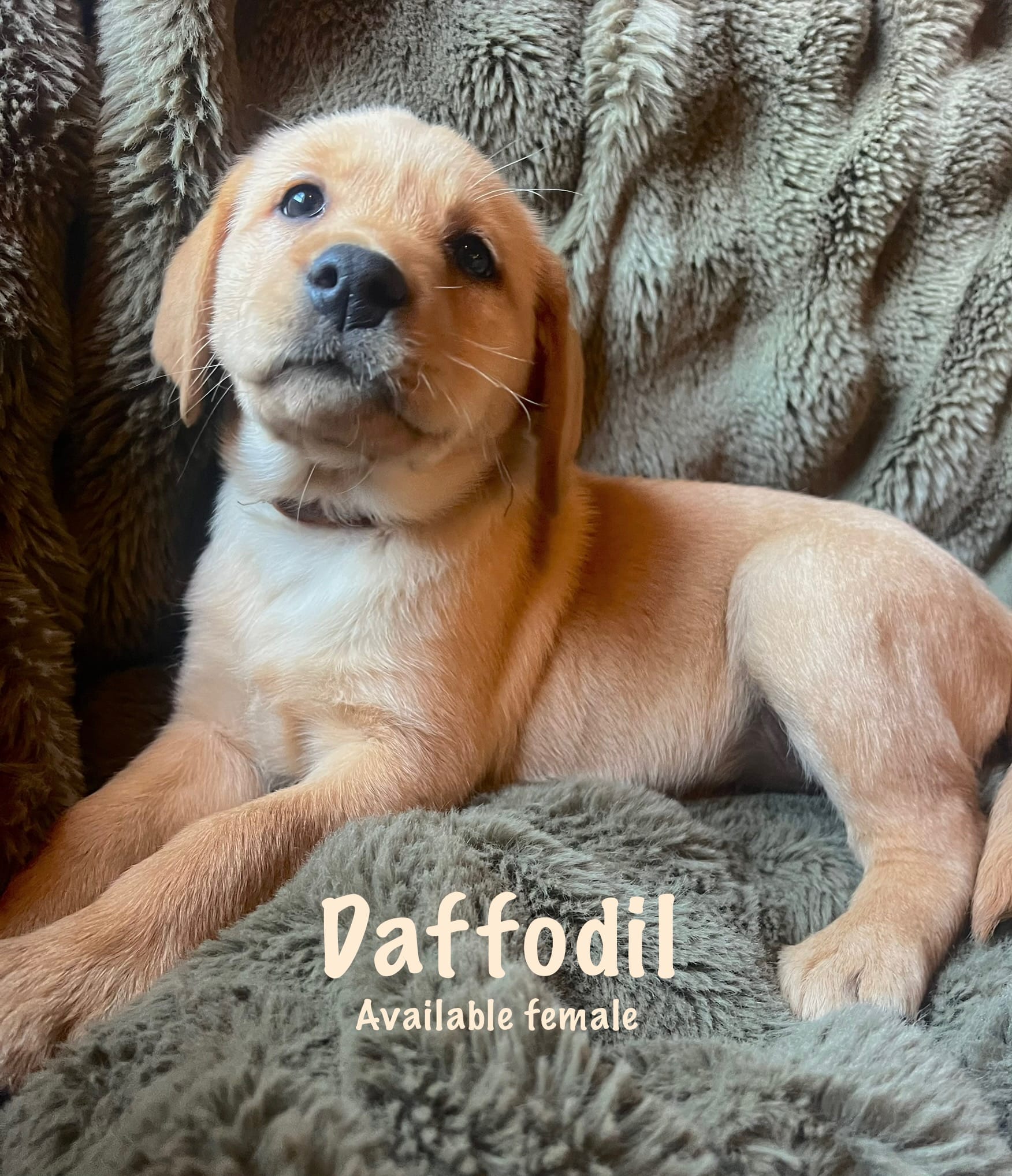 Daffodil  – Labrador Retriever puppy for sale in Beaver Dams, NY