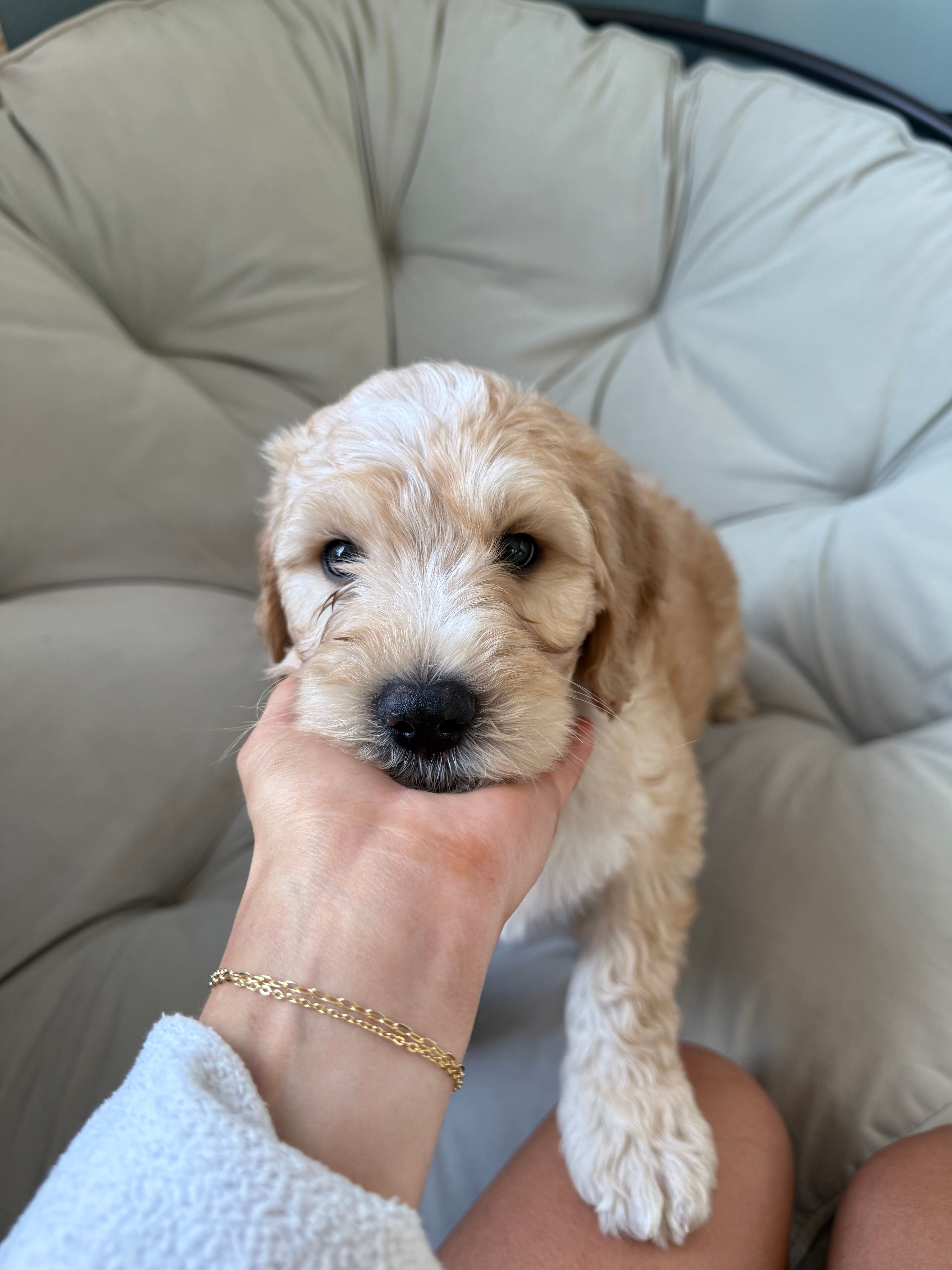 Mudbud  – Labradoodle puppy for sale in Marshall, AR