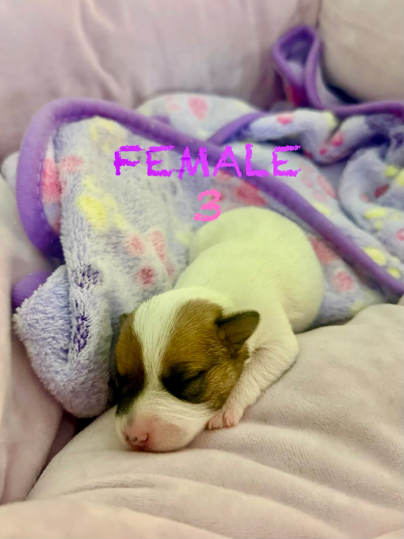 Girl 3 – Parson Russell Terrier puppy for sale in Joppa, MD
