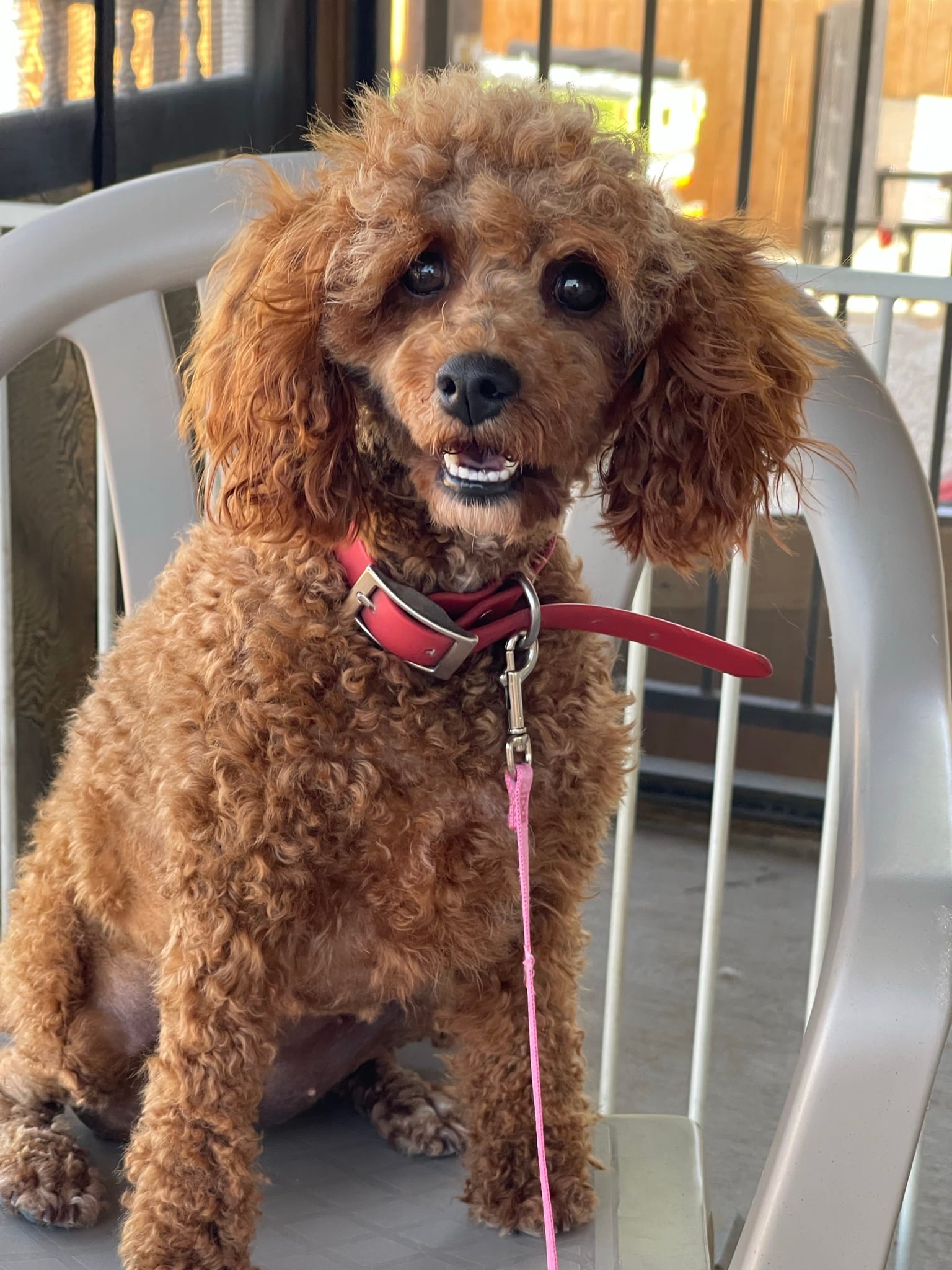 LaLa - mini cockapoo – Cockapoo puppy for sale in Elgin, TX