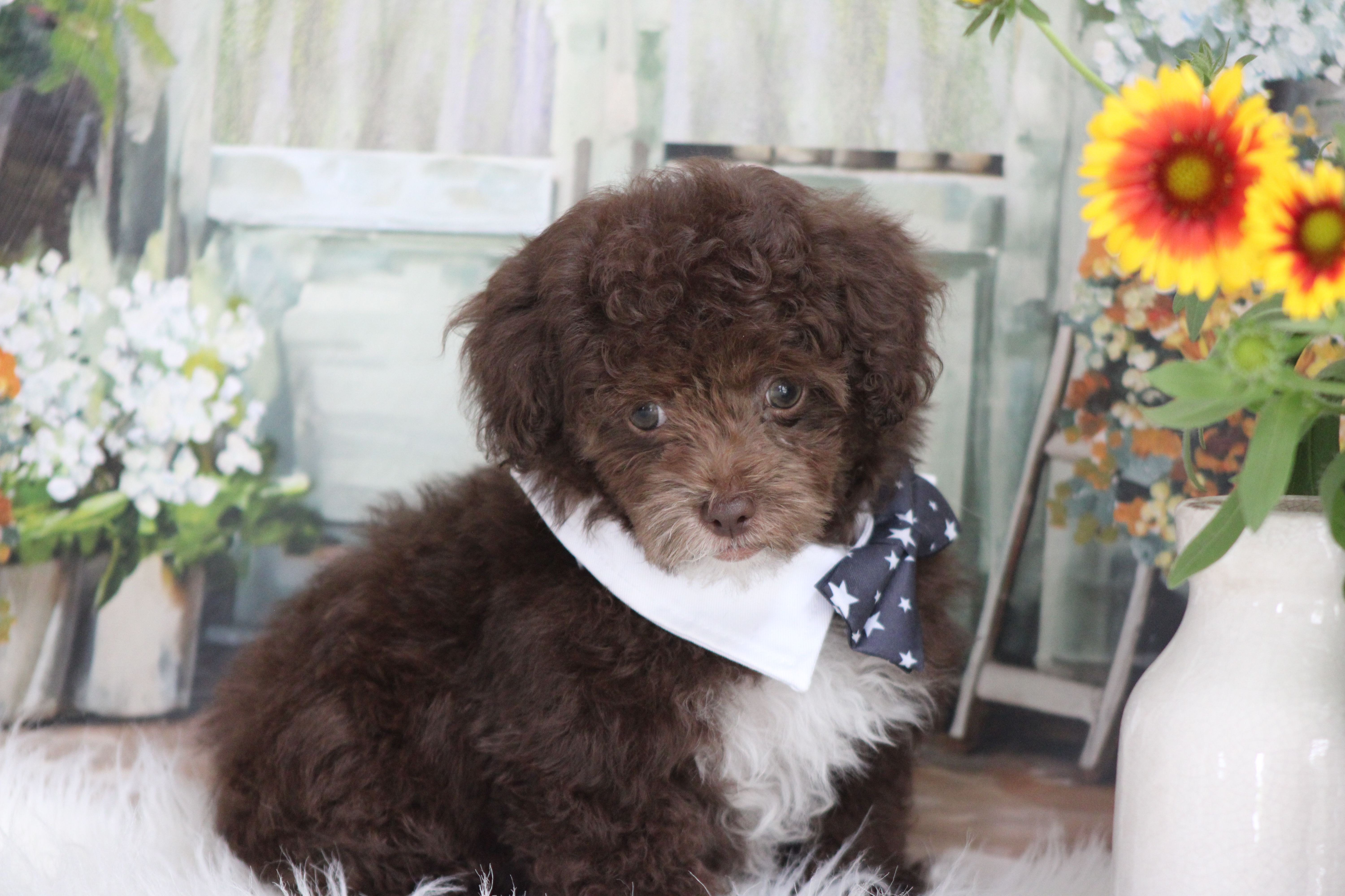 TOBY – Poodle - Toy  puppy for sale in Sedalia, MO