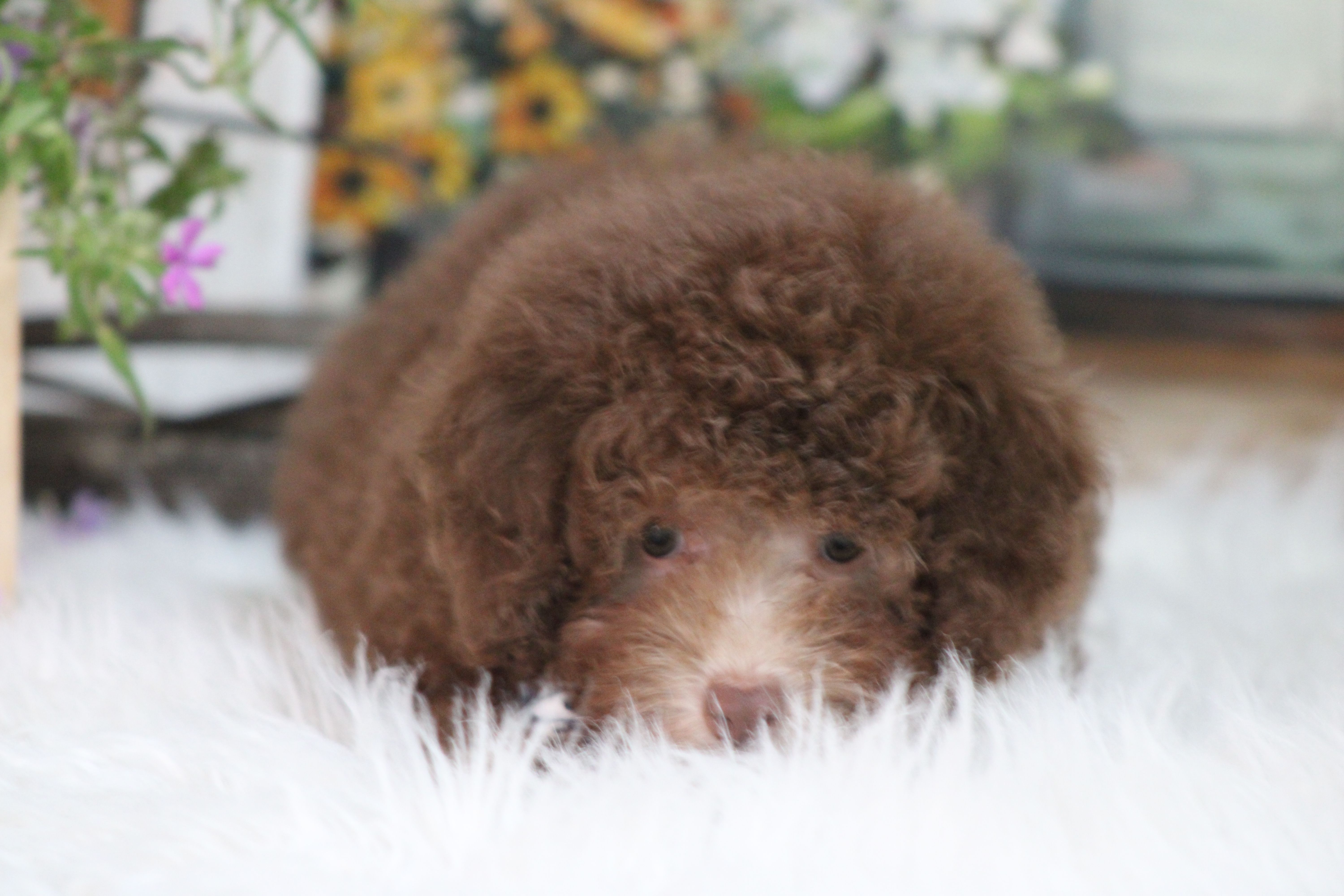 OWEN – Poodle - Toy , Poodle - Miniature  puppy for sale in Sedalia, MO