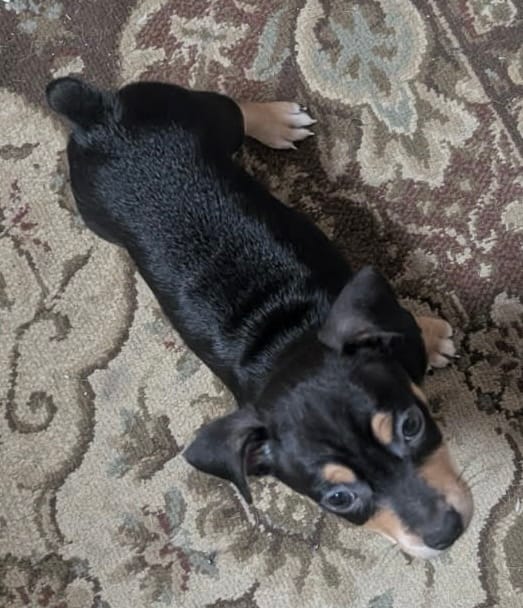 Black and brown boy 2 – Jack Russell Terrier, Chihuahua puppy for sale in Raeford, NC