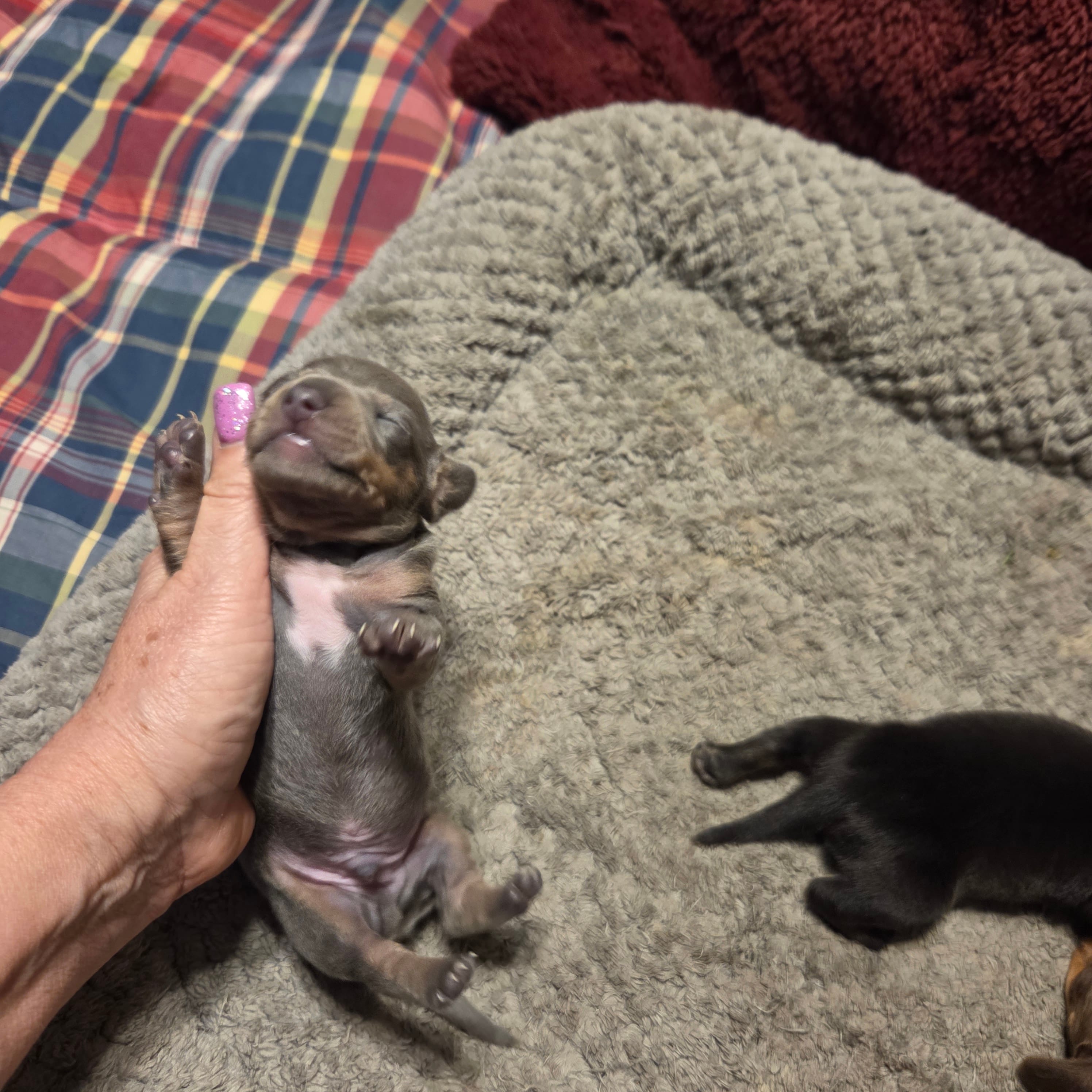 BLUE BOY – Miniature Dachshund puppy for sale in Sacramento, CA
