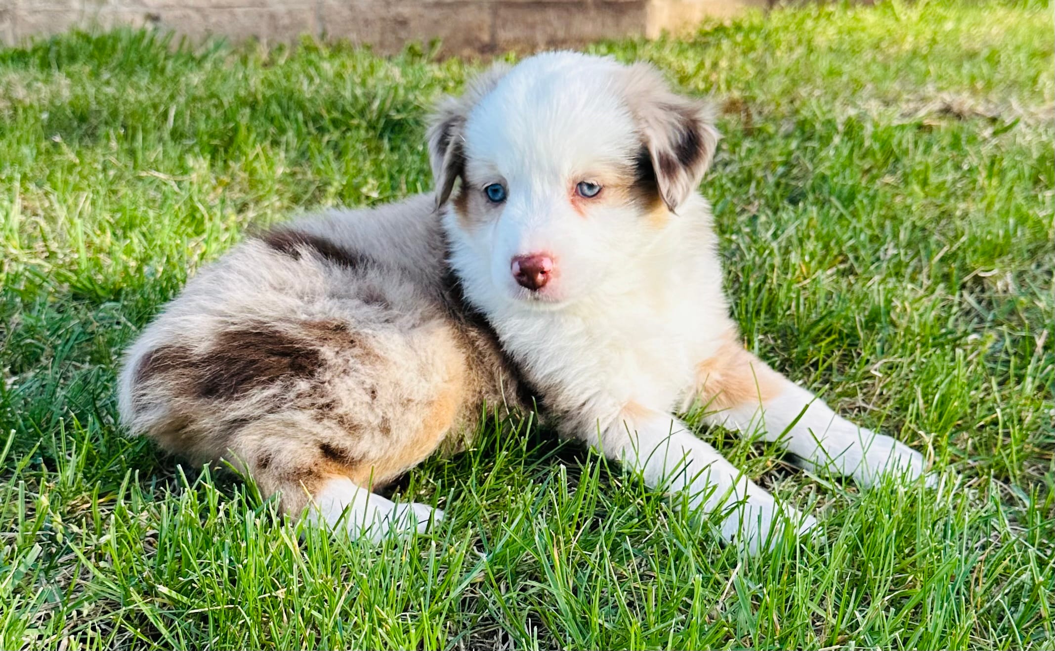 Cheyenne  – Miniature Australian Shepherd puppy for sale in Blue Eye, MO