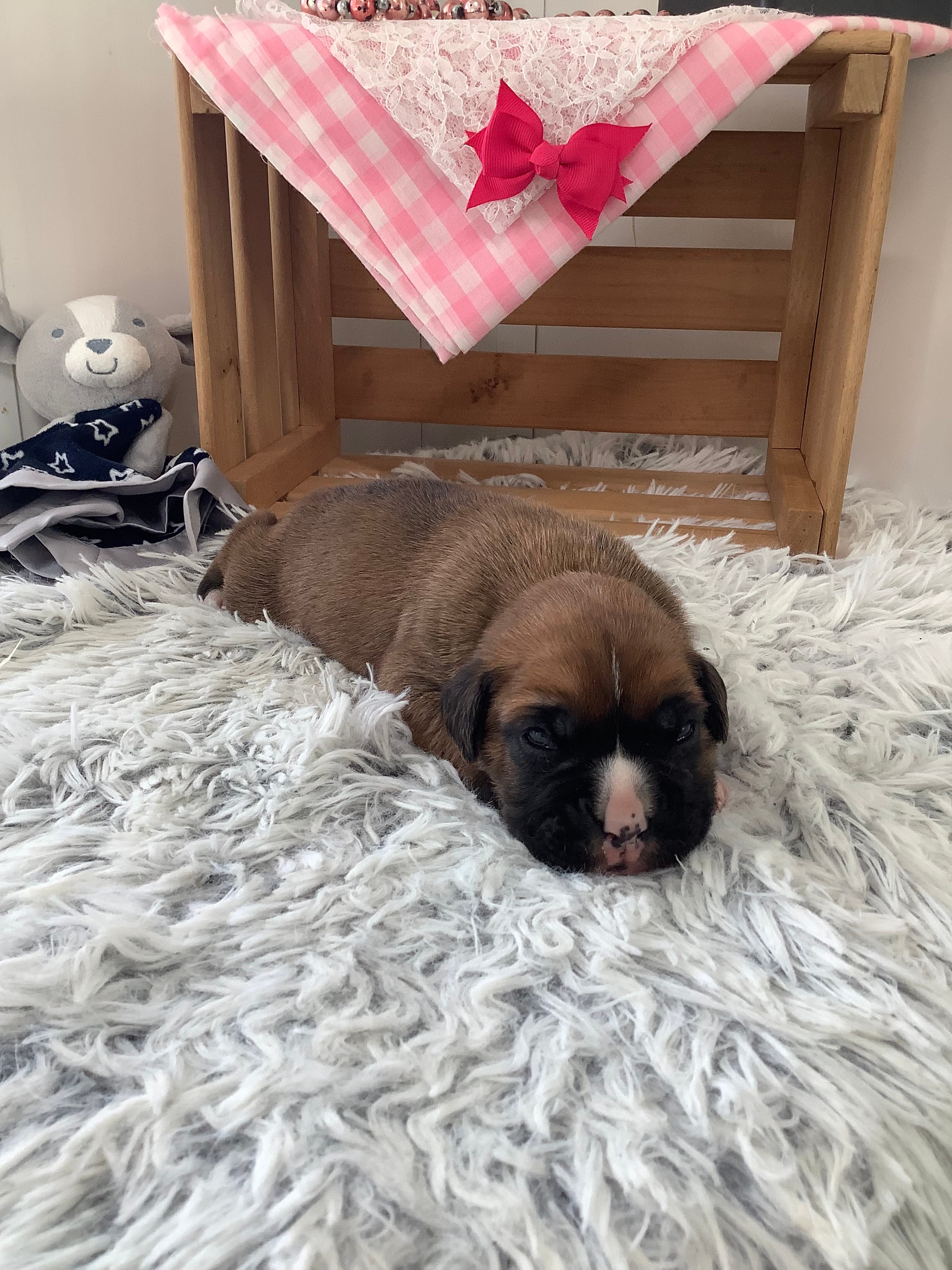 Cyndi  – Boxer puppy for sale in Baltic, OH