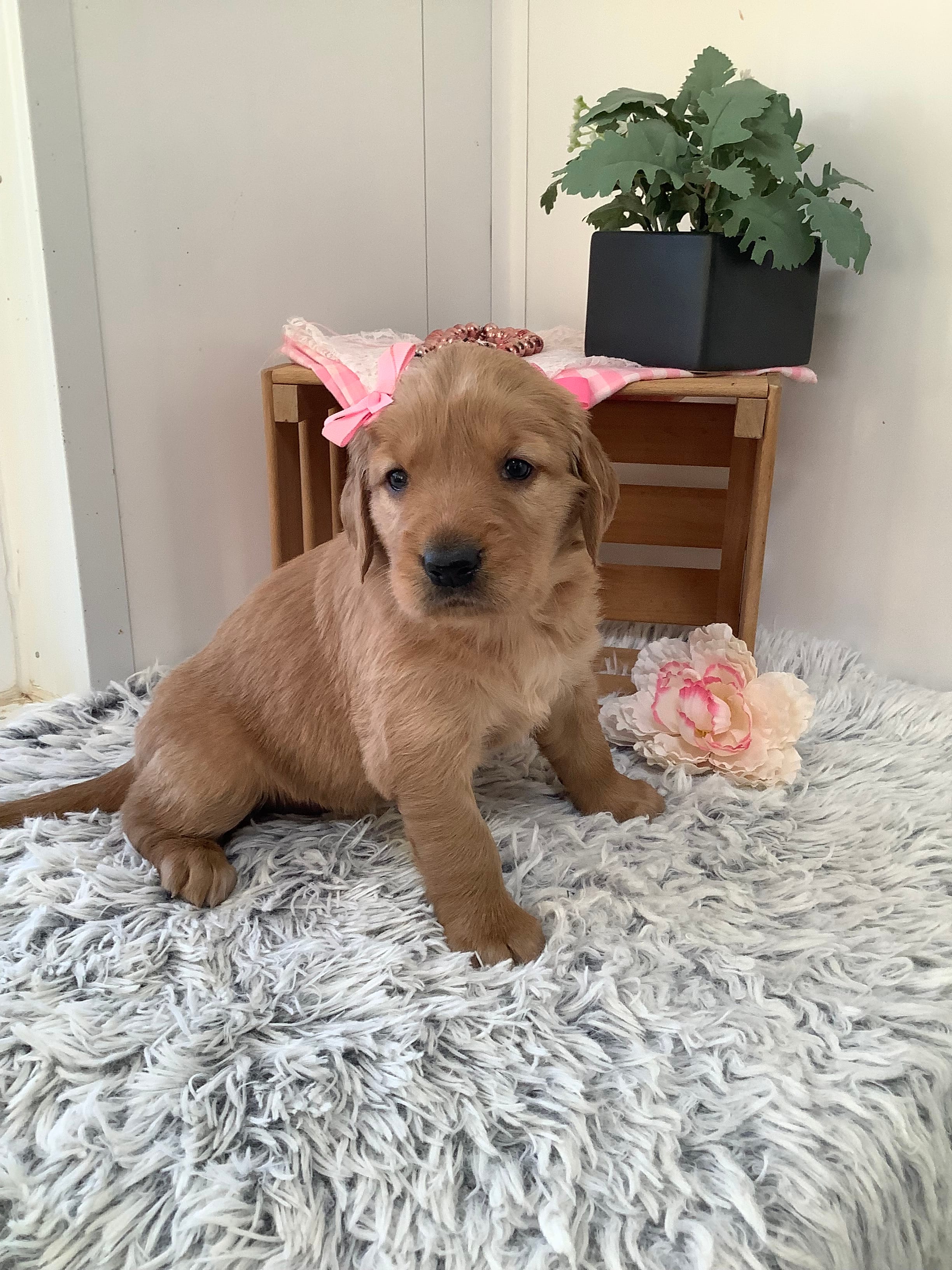 Penny – Golden Retriever puppy for sale in Baltic, OH