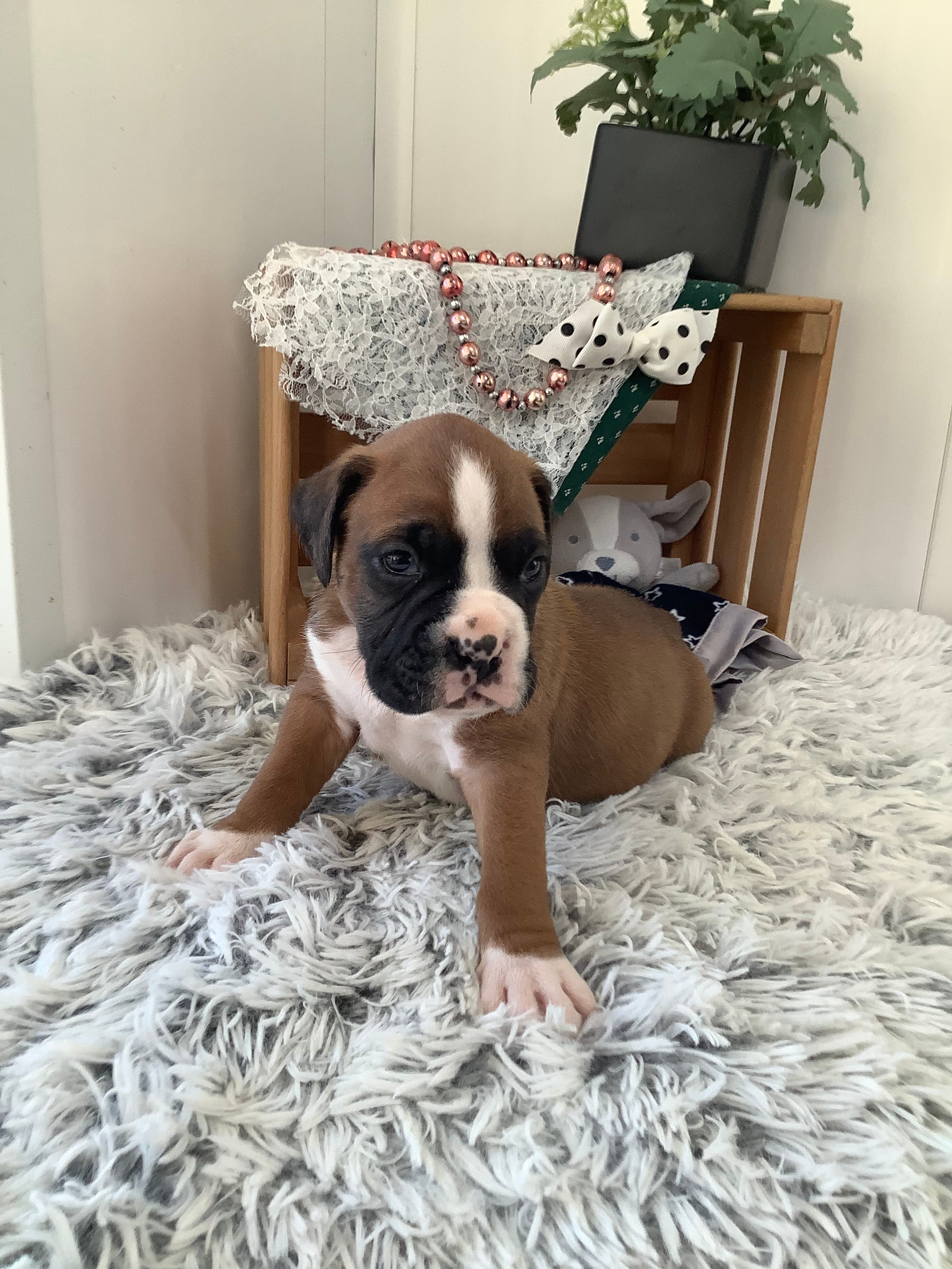 Lynn  – Boxer puppy for sale in Baltic, OH