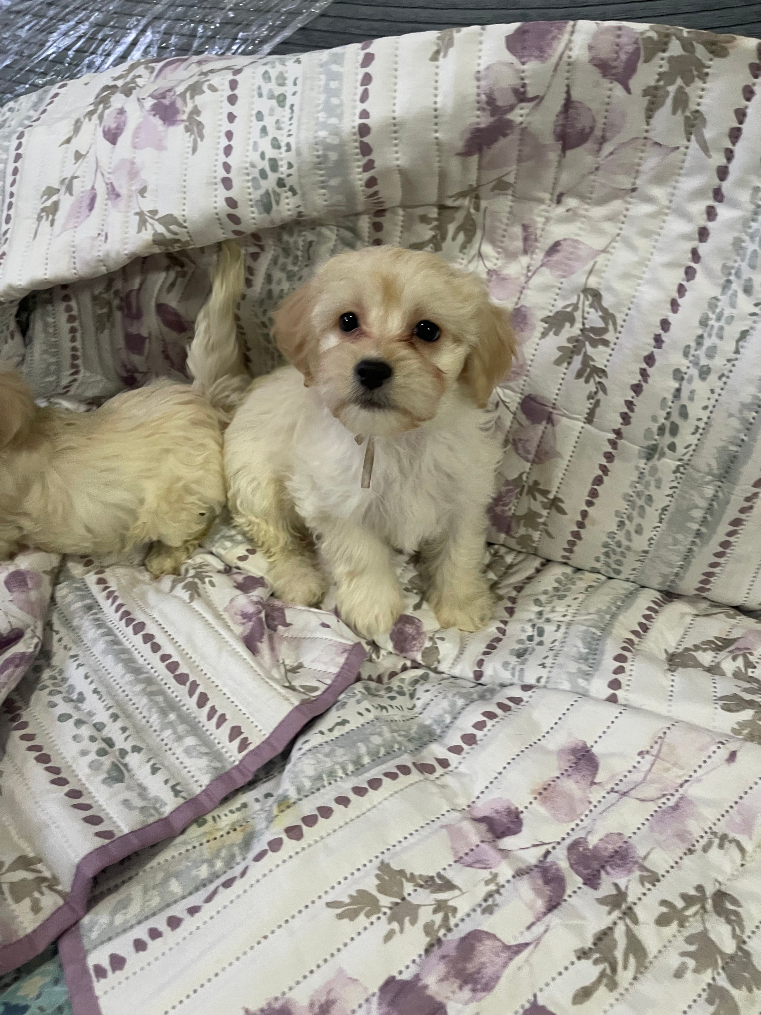 Tequila – Maltipoo puppy for sale in North Brunswick, NJ