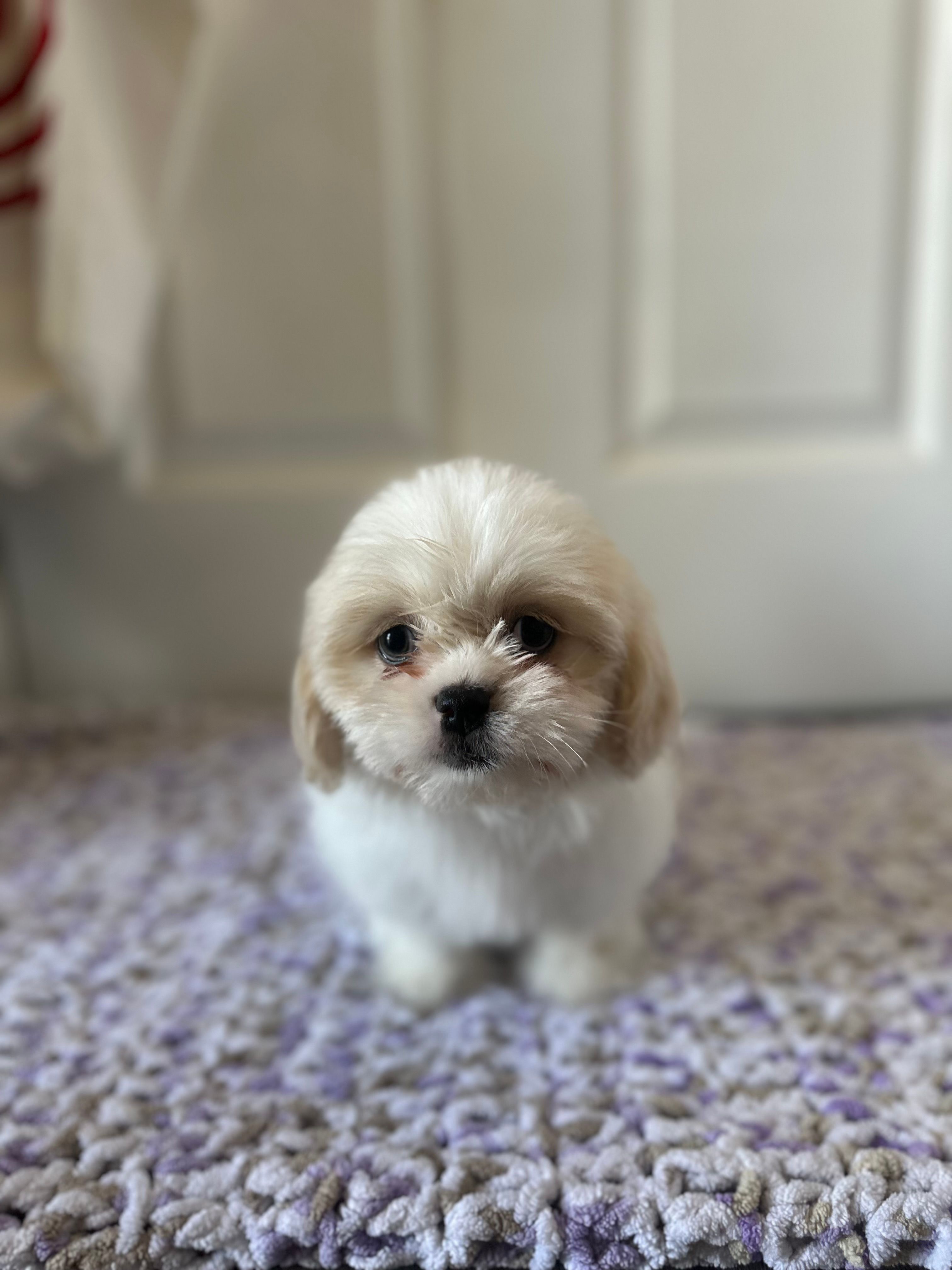 Coco – Shih Tzu puppy for sale in Los Angeles, CA