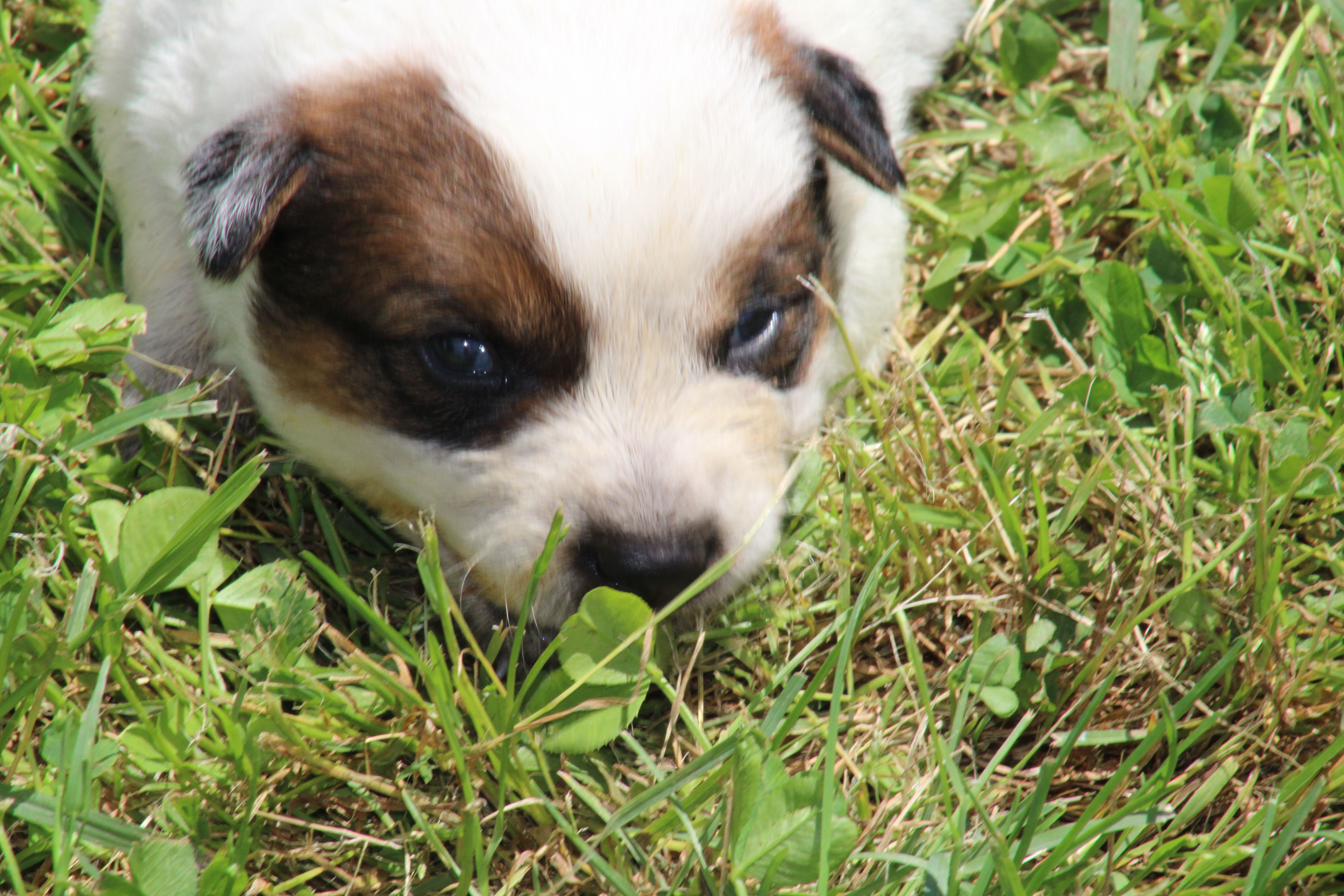 Red Female #5 – Australian Cattle Dog puppy for sale in Mount Vernon, MO